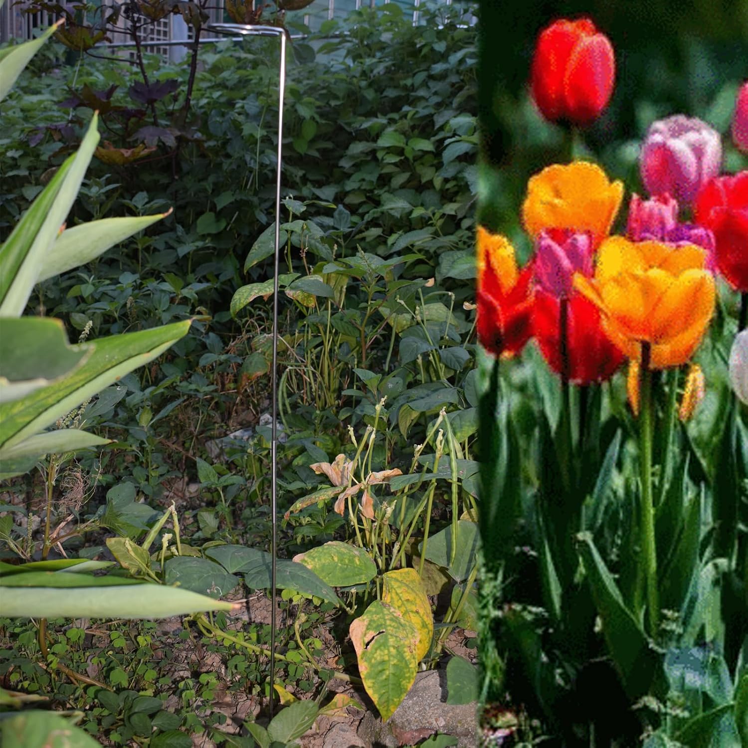 30 Inch Or 16 InchPlant Stakes for Flowers - 5 Pack, Adjustable Height