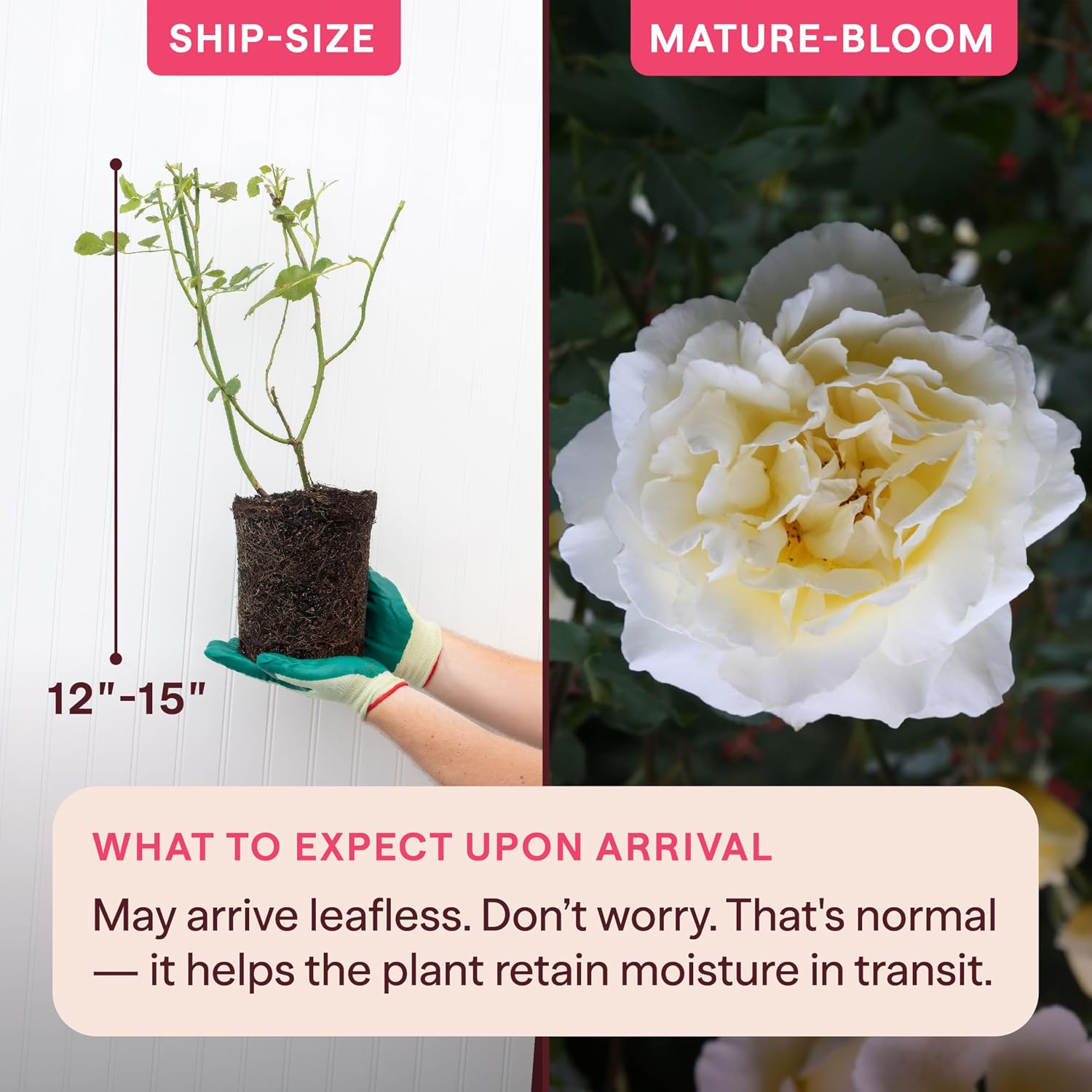 Heirloom Floribunda Roses, Live Own Root Plant, Julia Child™ | Moderately Fragrant, Hardiness Zones: 6-10, Continual Blooming,For Outdoor Gardens, Planters, and Pots