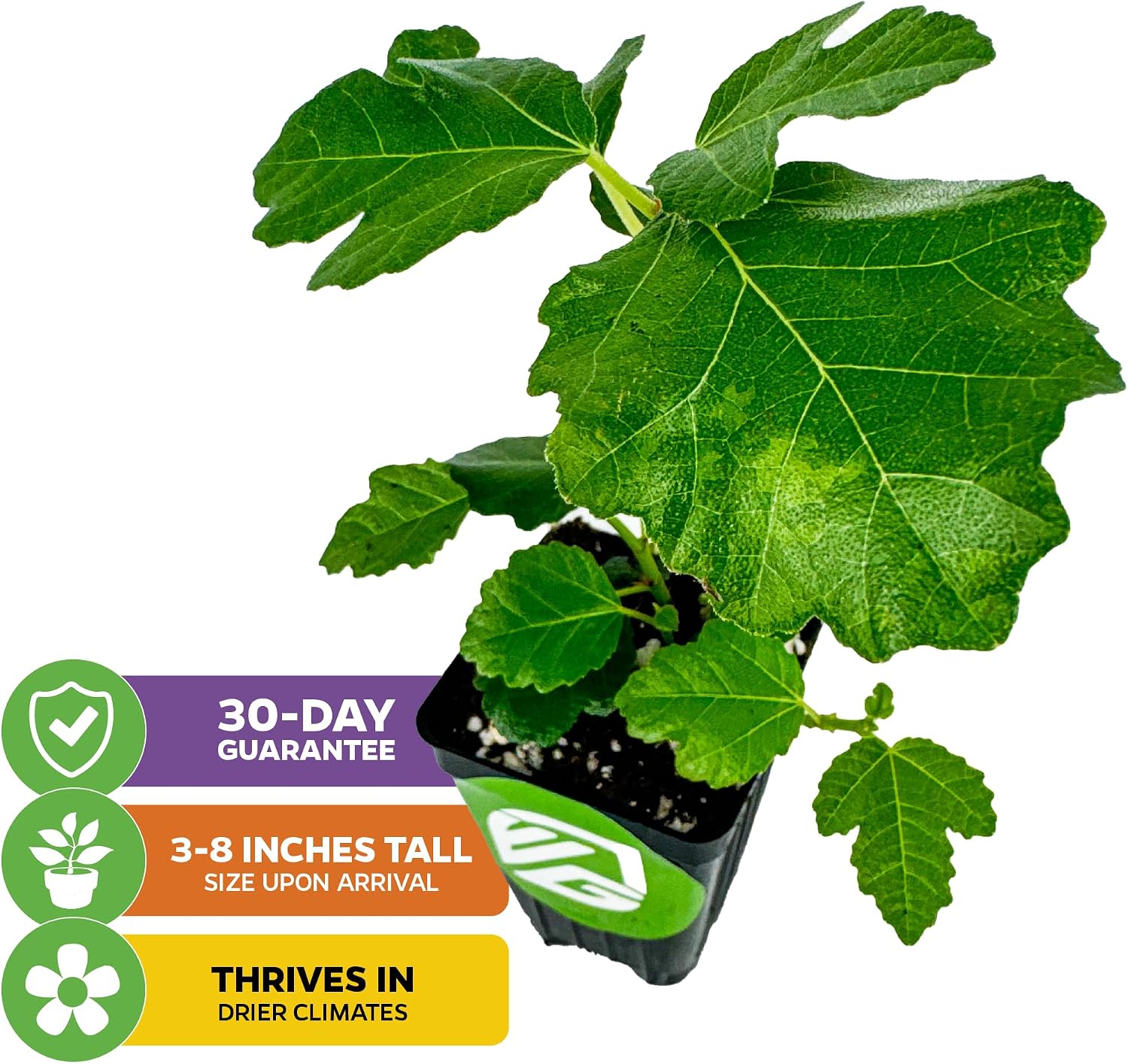 Beer's Black Fig Tree (Dwarf Habit) Live Plant - Ficus carica 'Beer's Black' - Wellspring Gardens - Cold-Hardy Fig, Dwarf Fig Tree, Compact Fig Plant - Fruit Bearing Starter Tree