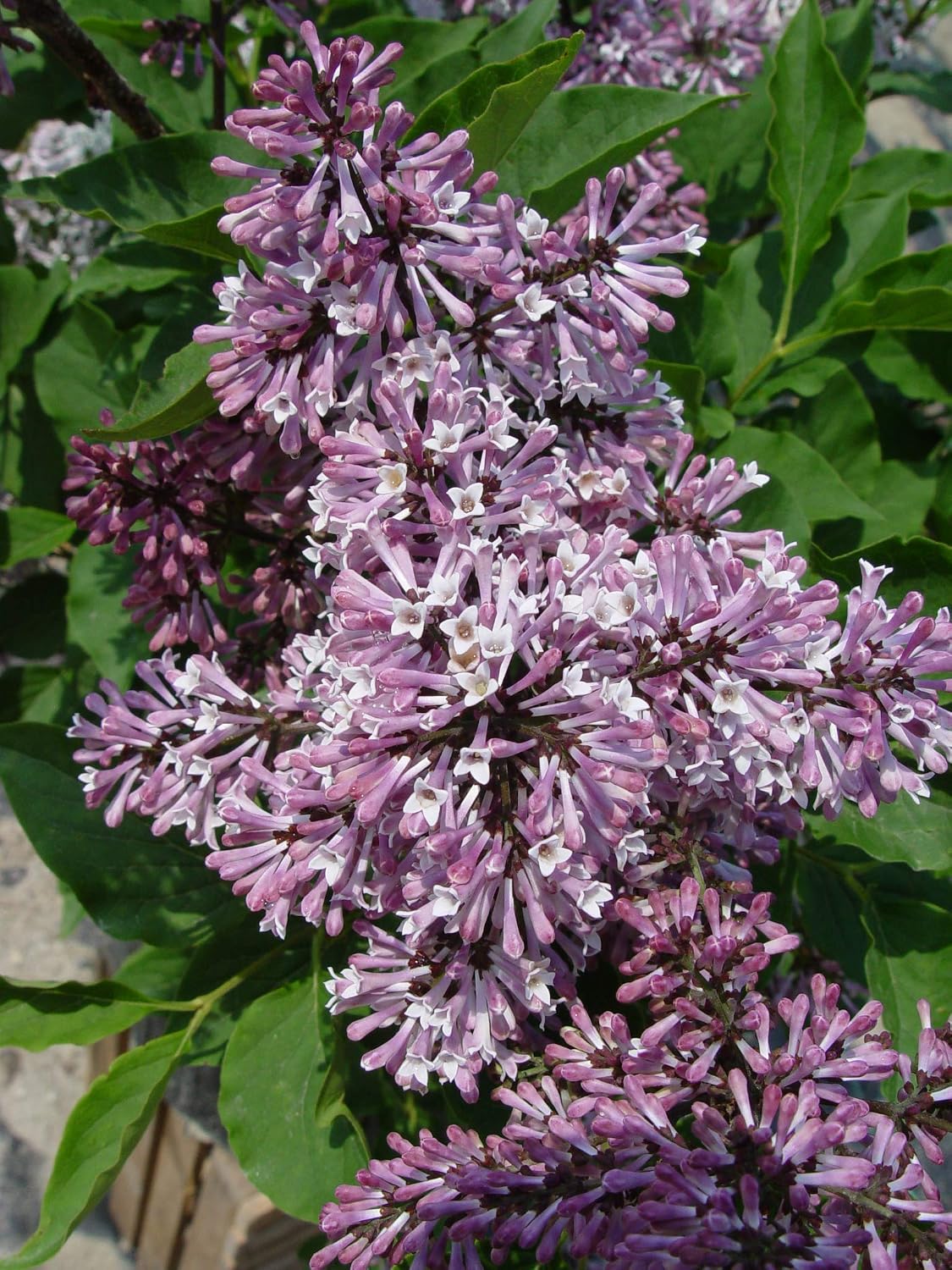 Proven Winners - Syringa x Bloomerang Dark Purple (Reblooming Lilac) Shrub, dark purple flowers, #3 - Size Container