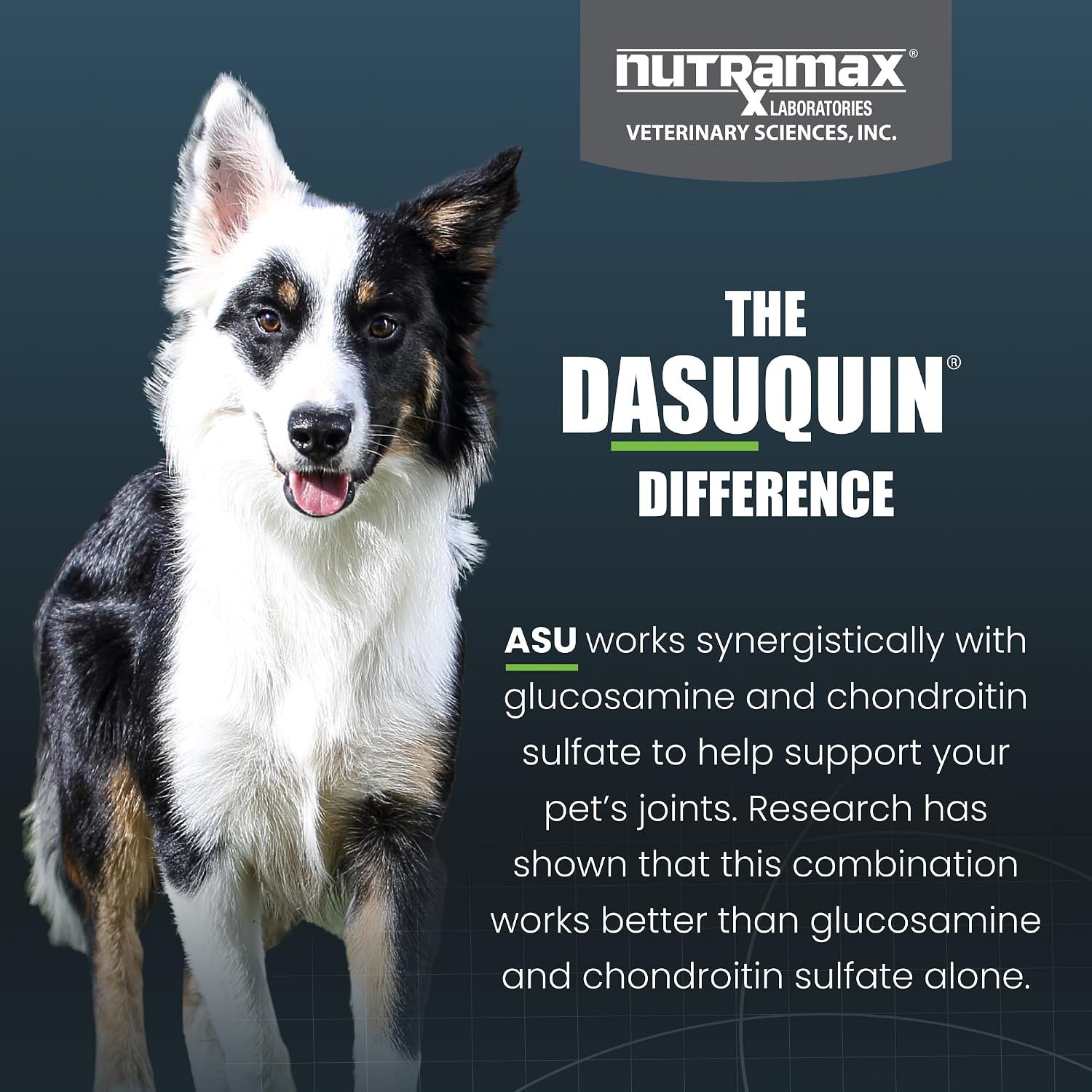 Nutramax Dasuquin Joint Supplement, Small/Med Dogs, Soft Chews, 84ct | Glucosamine and Chondroitin Joint Health Supplement for Dogs under 60 lbs, Soft Chews, With ASU, All Ages