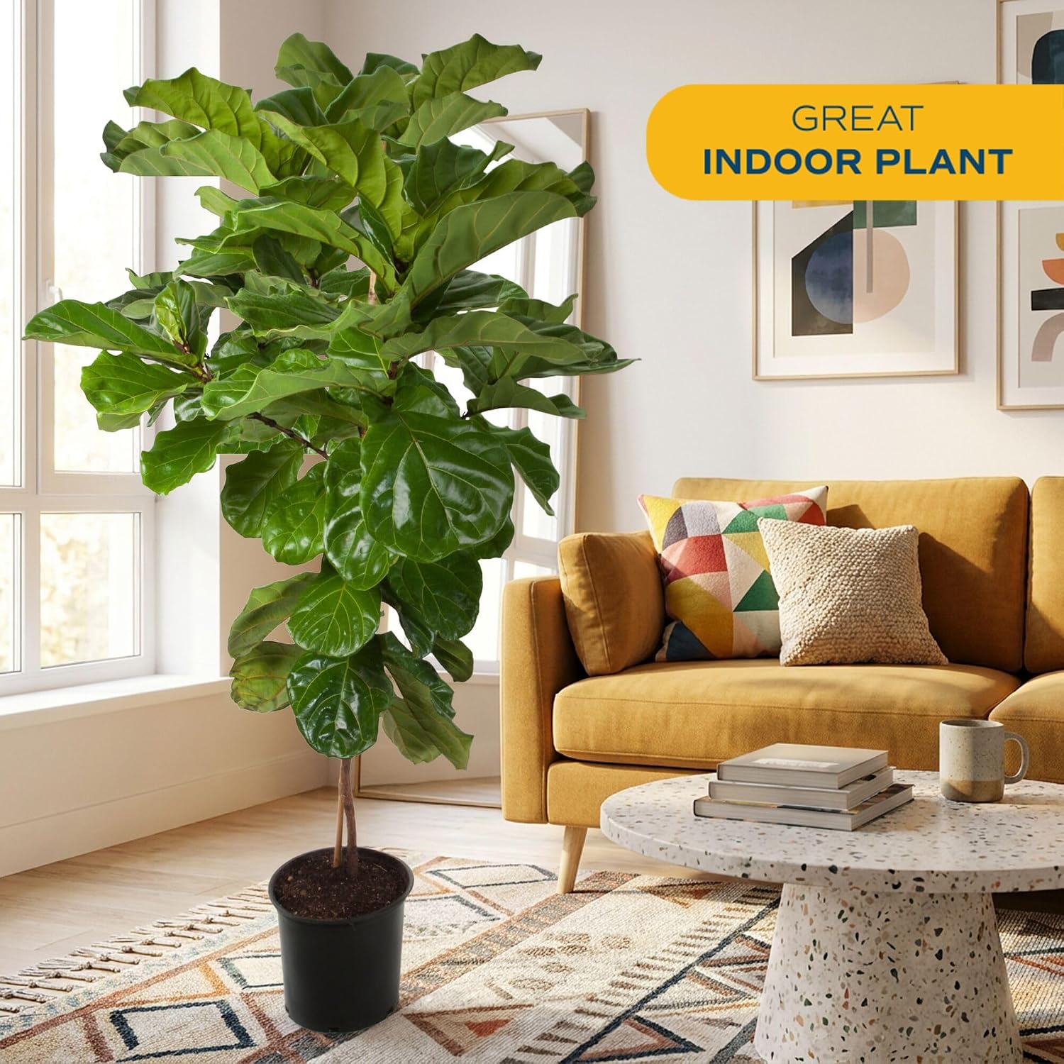 Costa Farms Fiddle Leaf Fig, Live Indoor Plant, Floor Plant