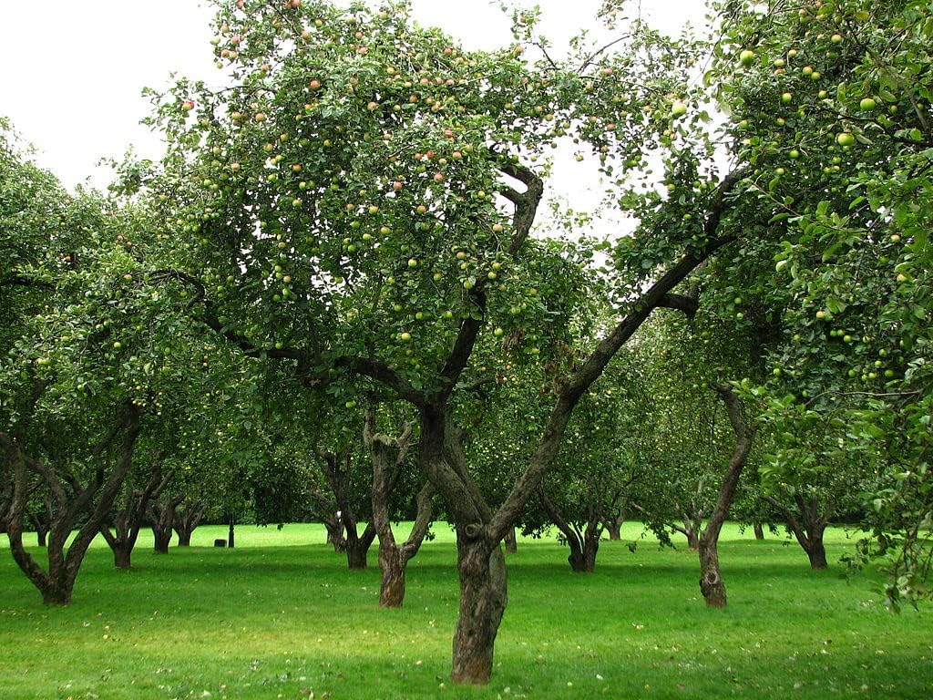 Fuji Apple Tree - Grow Fresh Fruit - Live Plant Shipped 3 Feet Tall by DAS Farms