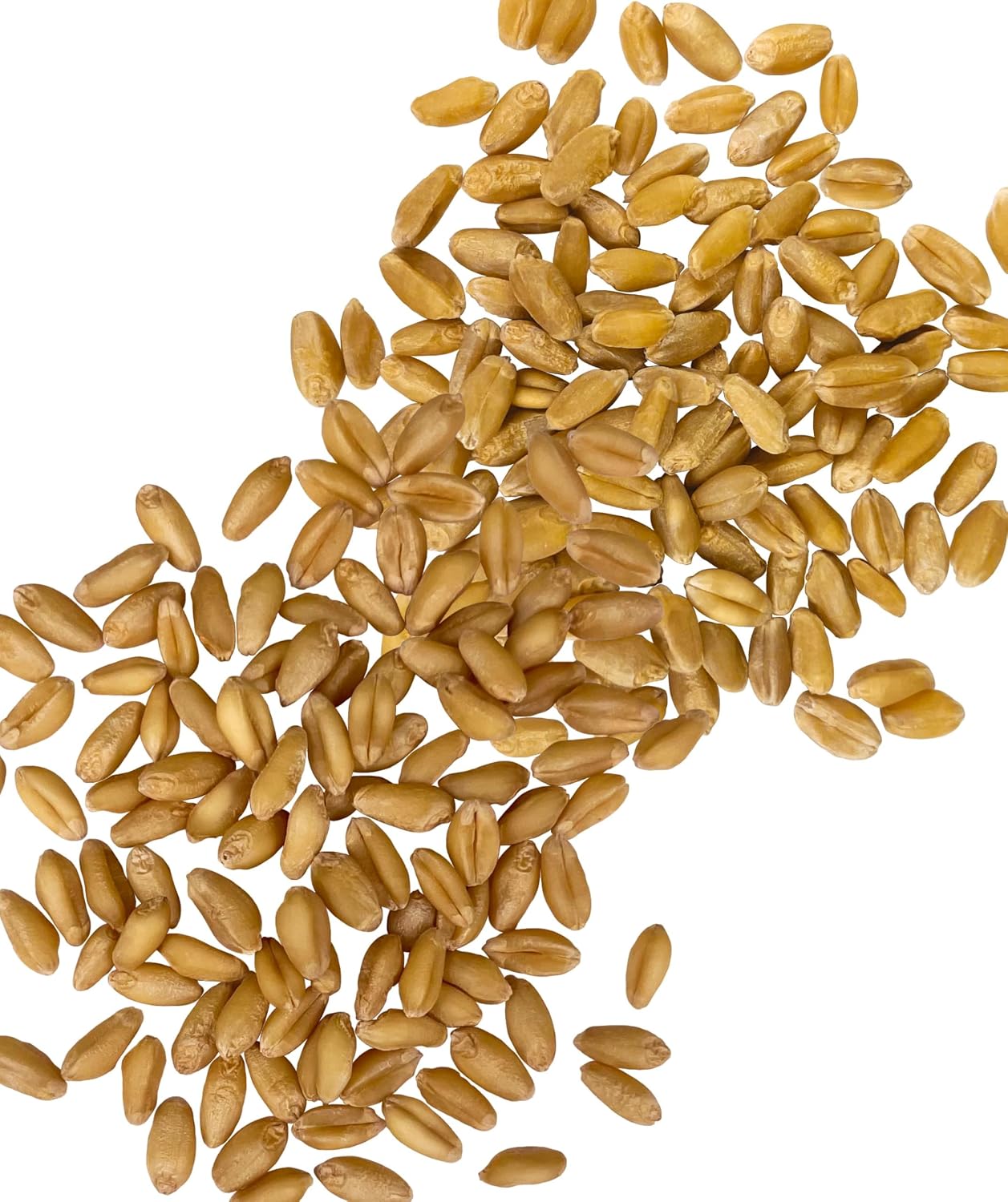 Palouse Brand Certified Glyphosate Residue Free Hard White Wheat Berries | 5 LBS | Non-GMO Project Verified | Kosher