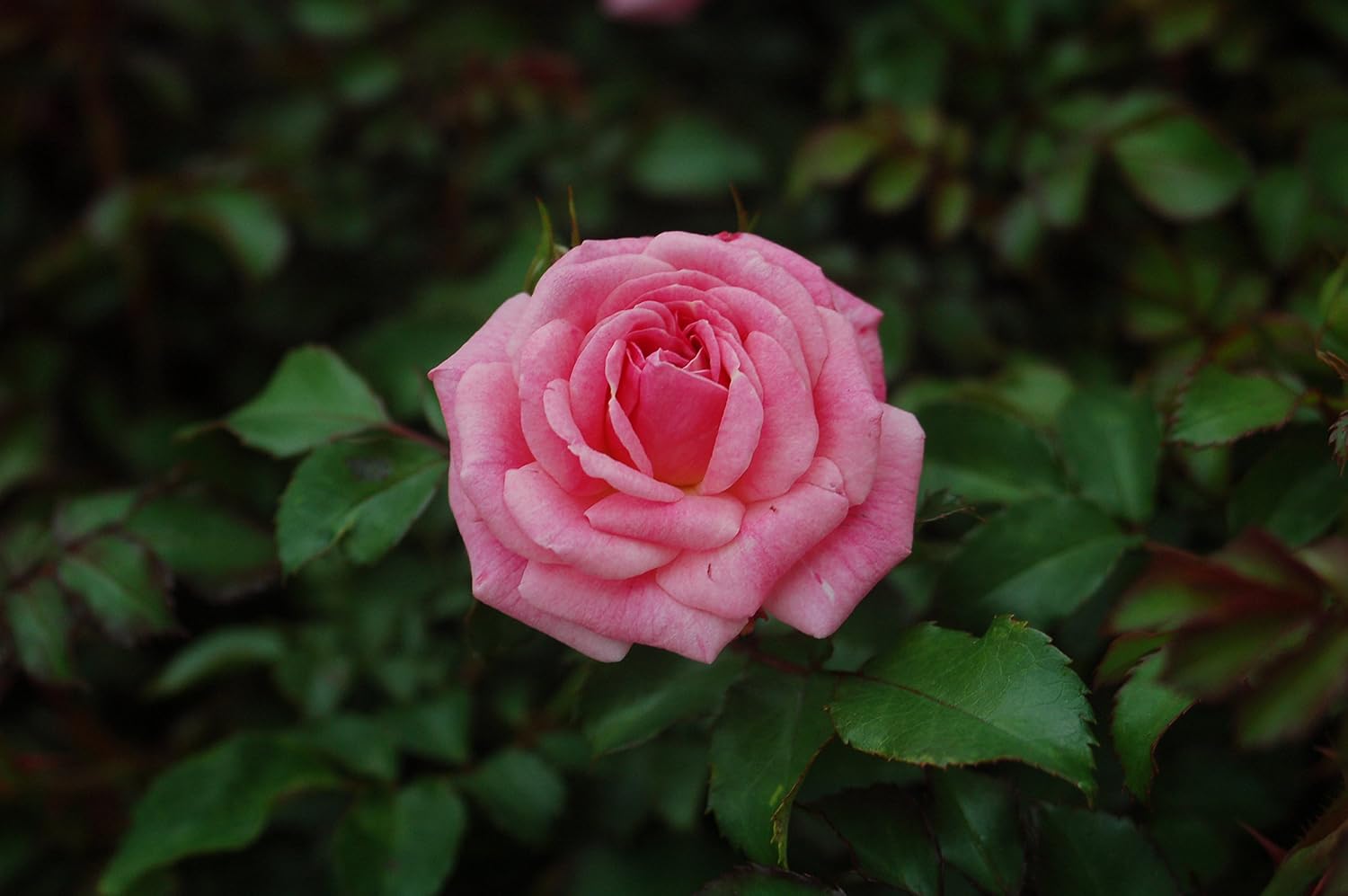 Drift Roses - Rosa Peach Drift (Rose) Rose, double peach flowers, #2 - Size Container