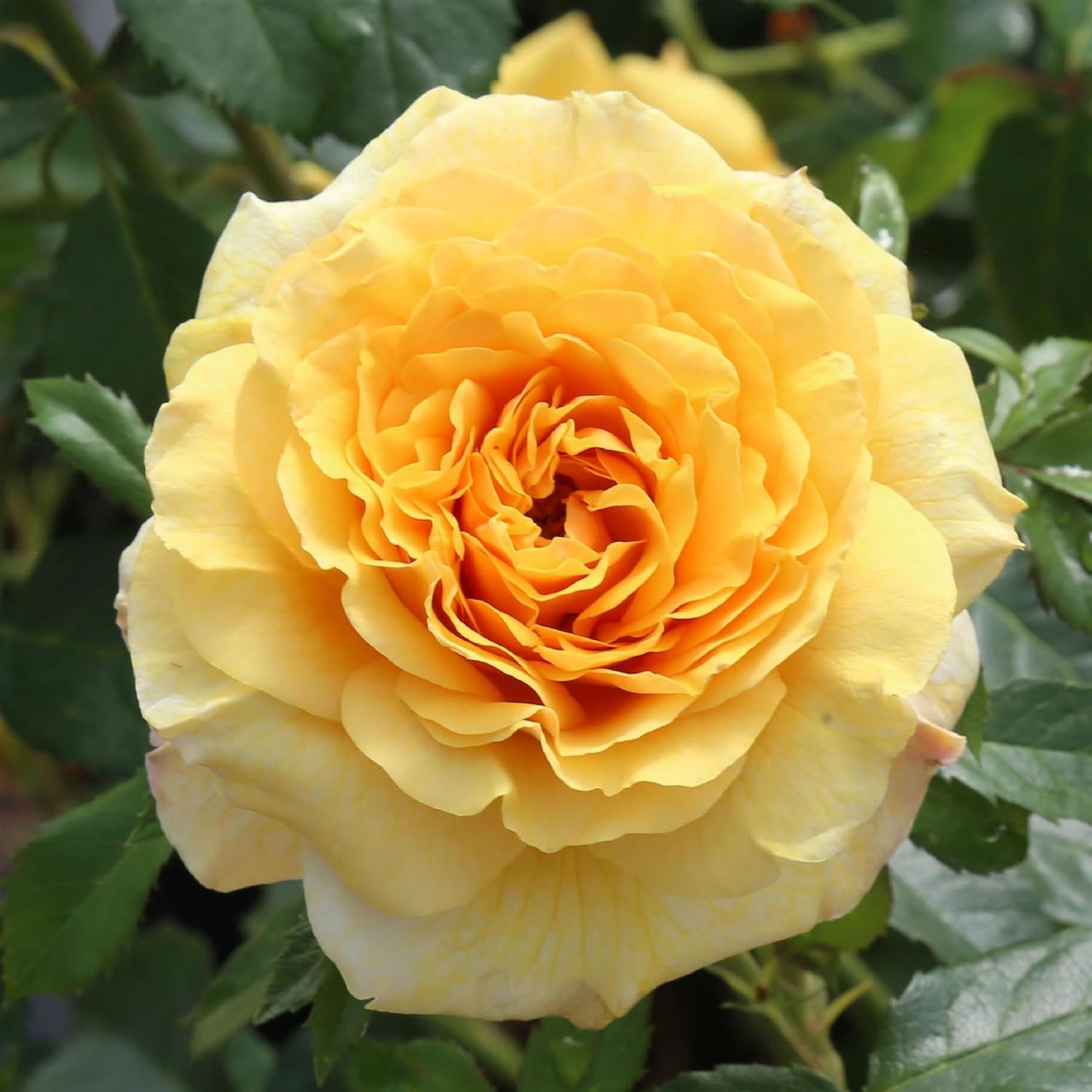 Heirloom Floribunda Roses, Live Own Root Plant, Julia Child™ | Moderately Fragrant, Hardiness Zones: 6-10, Continual Blooming,For Outdoor Gardens, Planters, and Pots