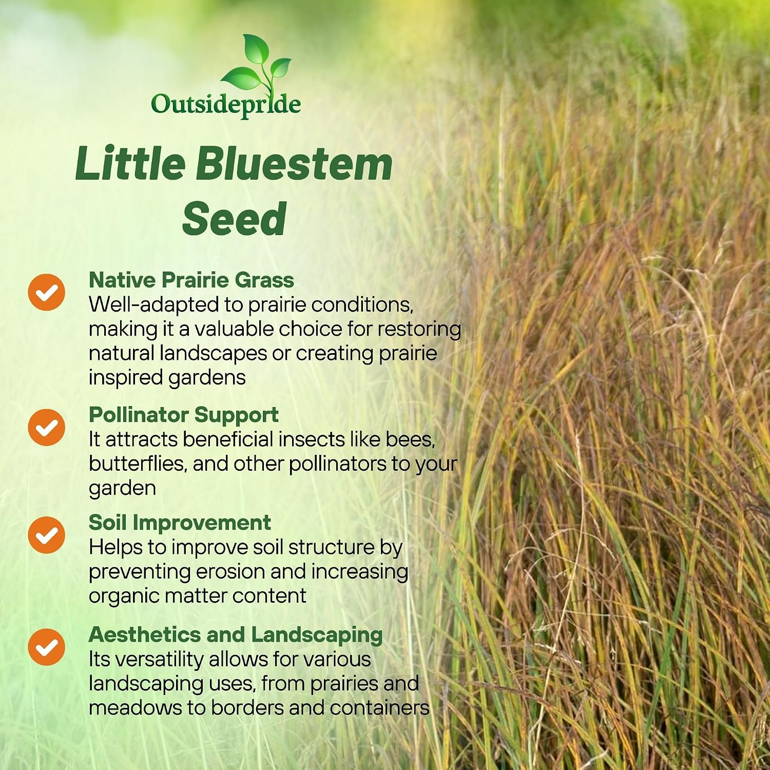 Outsidepride Perennial Little Bluestem Grass Seed - 1 lb. Warm Season, Drought Resistant, Long-Lived Native Prairie Grass Seed, Ideal for Erosion Control, Ornamental Landscaping & Wildlife Gardens