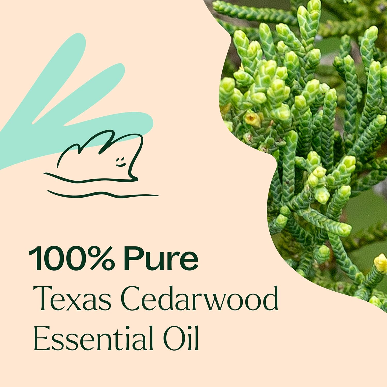 Plant Therapy Texas Cedarwood Essential Oil 10 mL (1/3 oz) 100% Pure, Undiluted, Aromatherapy for Mood Support and Clear Breathing