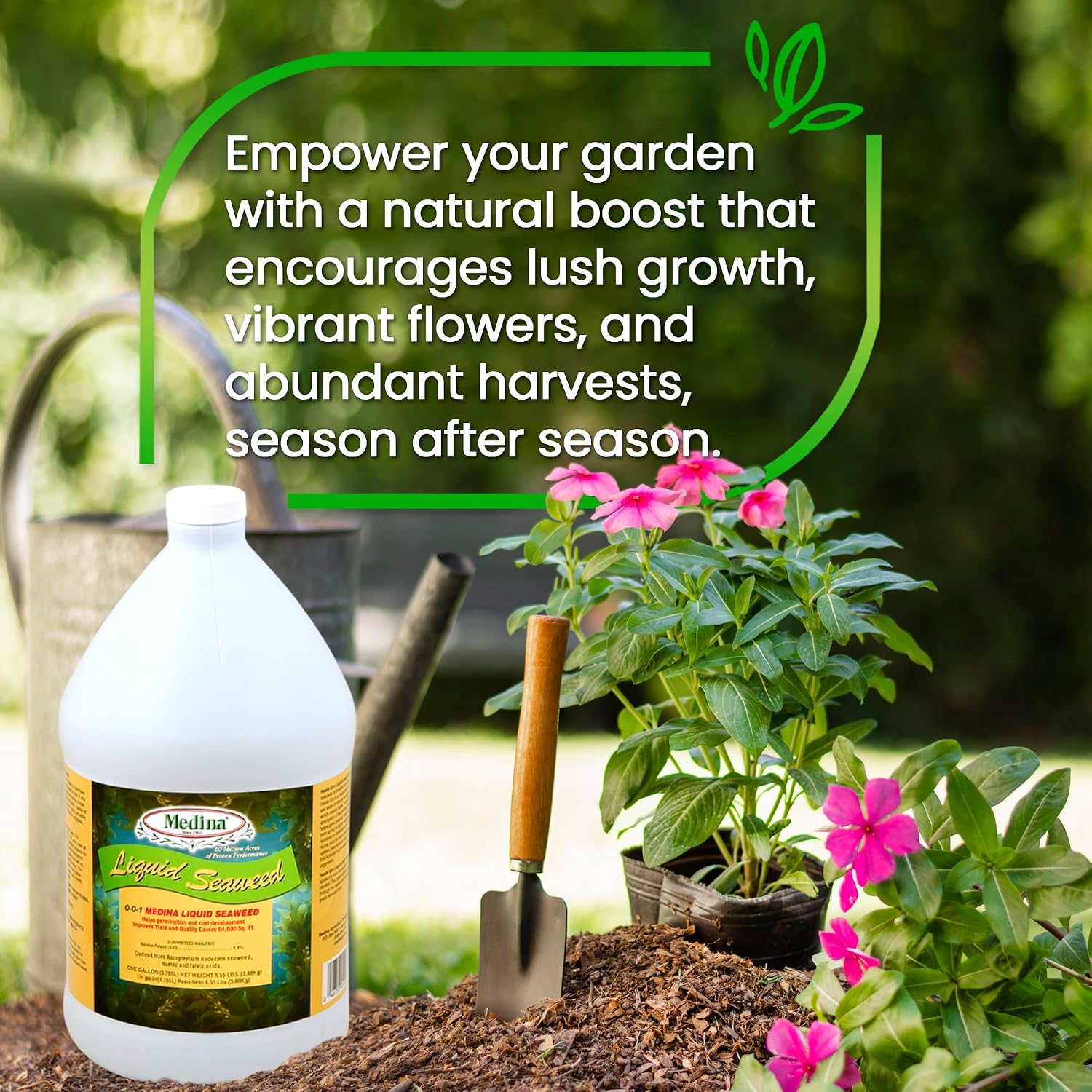 Medina Liquid Seaweed Fertilizer, 1 Gallon | For Plants, Concentrated, Lawn and Garden, Enhances Plant Growth and Soil Health, Ready to Spray, Covers 64000 Sq. Ft.