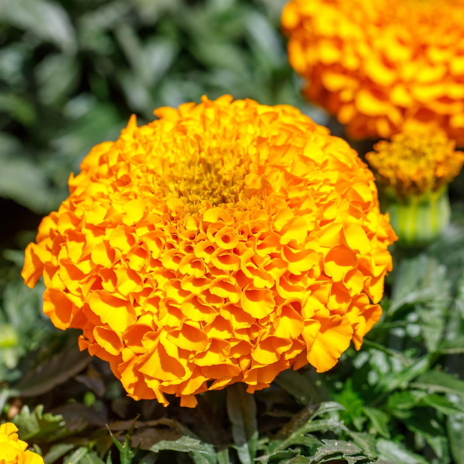 Park Seed Whopper Mix Marigold Flower Seeds – Giant 4-Inch Double Blooms in Yellow, Gold & Orange, Compact and Weather-Resistant Plants, Easy to Grow for Beds or Containers – Pack of 25