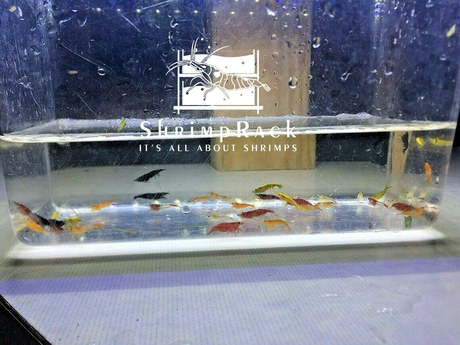 ShrimpRack™ 20 Mixed Color Neocaridina Shrimp Live Freshwater Aquarium Shrimps Beeding Age Young Adults 1/2-1 inch Long. Live Arrival Guarantee.