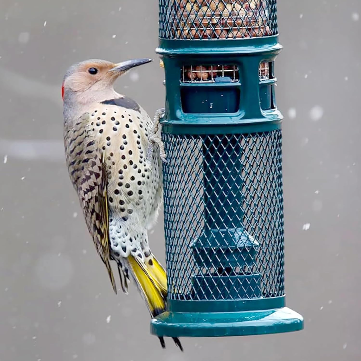 Squirrel Buster Nut Feeder Squirrel-Proof Bird Feeder for Shelled Peanuts & Dried Fruit, Weight-Adjustable, Woodpecker Friendly