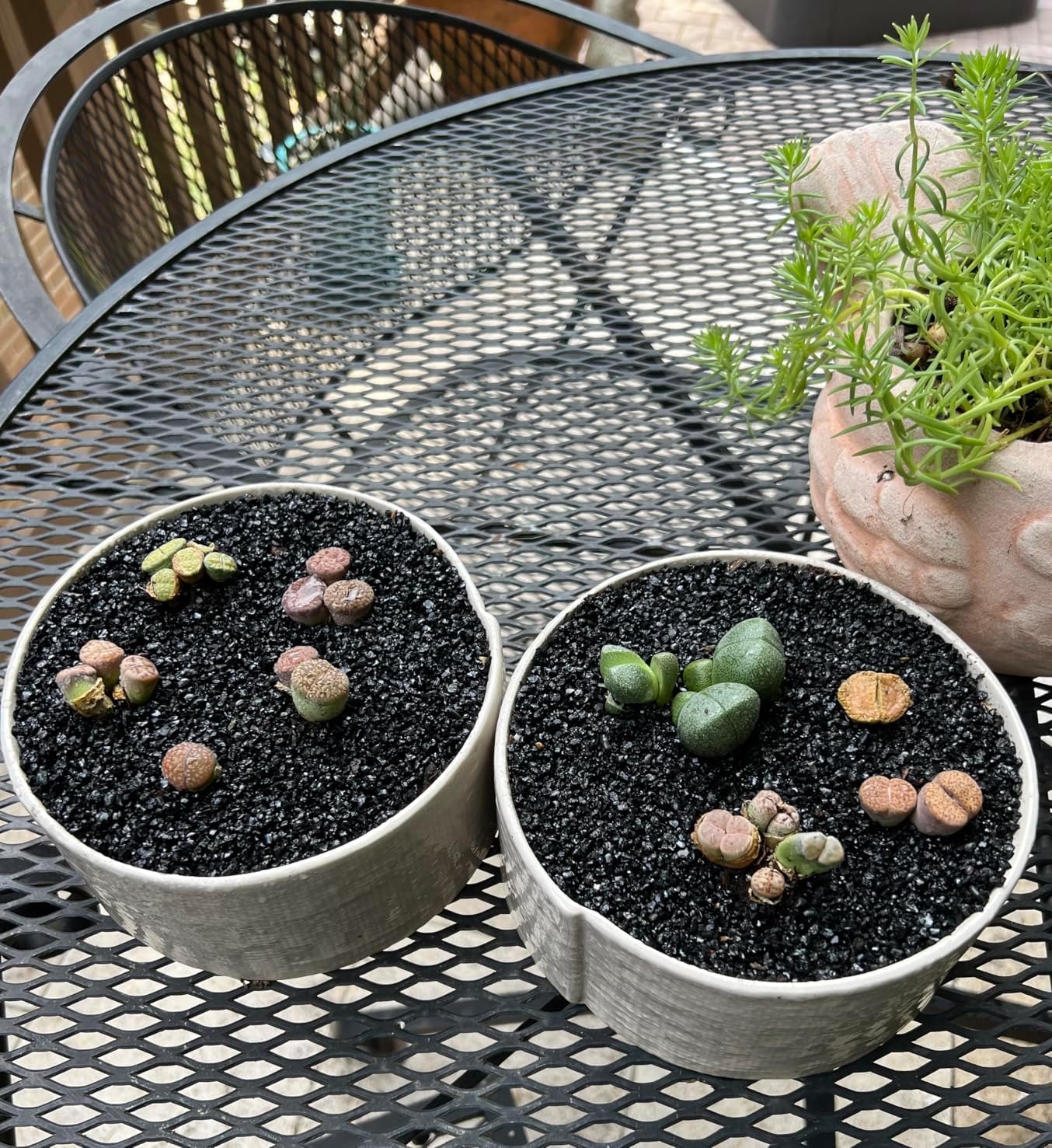Mix Horticultural Lava Pebbles Pumice Potting Soil Amendment Succulent Cactus Bonsai Gritty Rock Decorative Gravel Plant Drainage Volcanic Rock for Terrarium Fairy Gardening Top Dressing 2.2lb