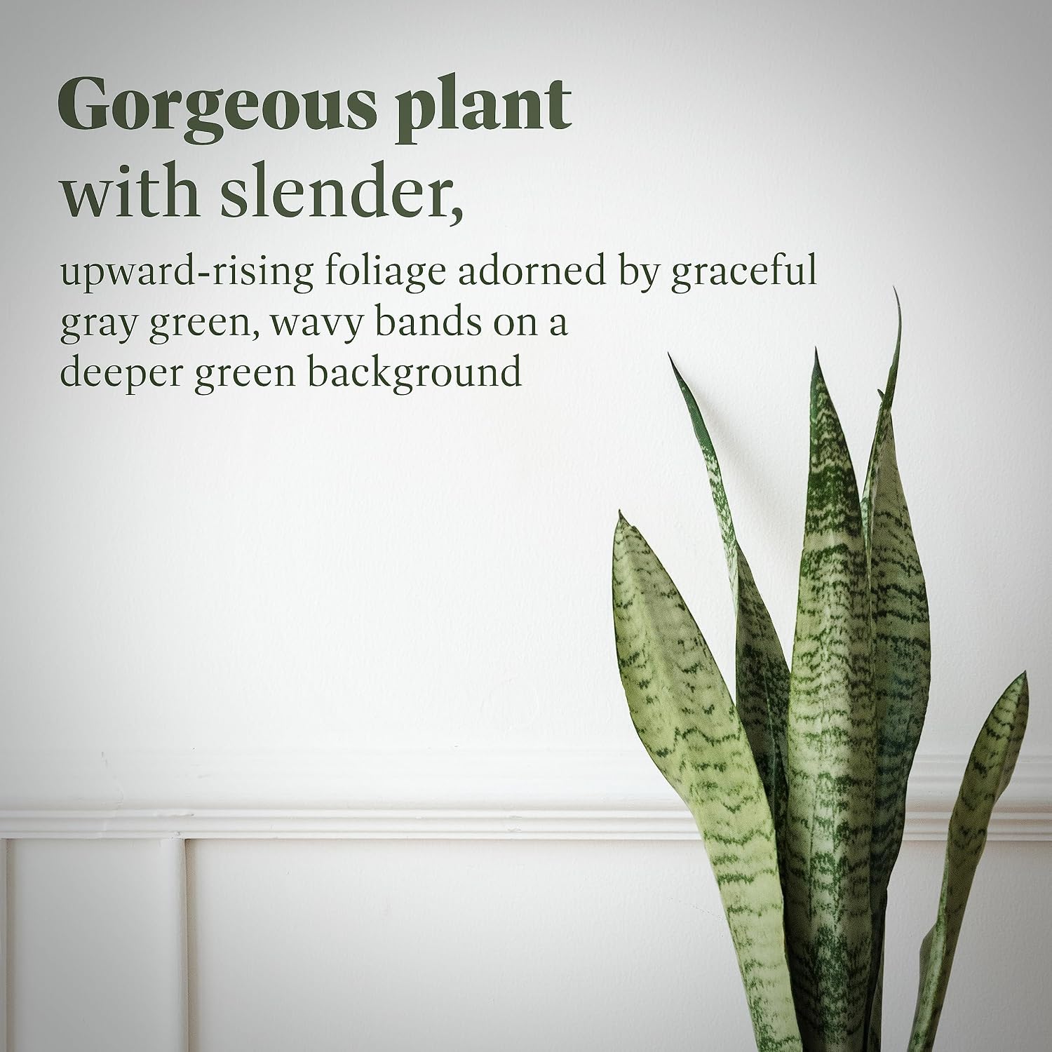 American Plant Exchange Snake Plant – Medium 6-Inch Pot Yellow Sansevieria Trifasciata, Drought-Tolerant, Air-Purifying Live Houseplant for Home
