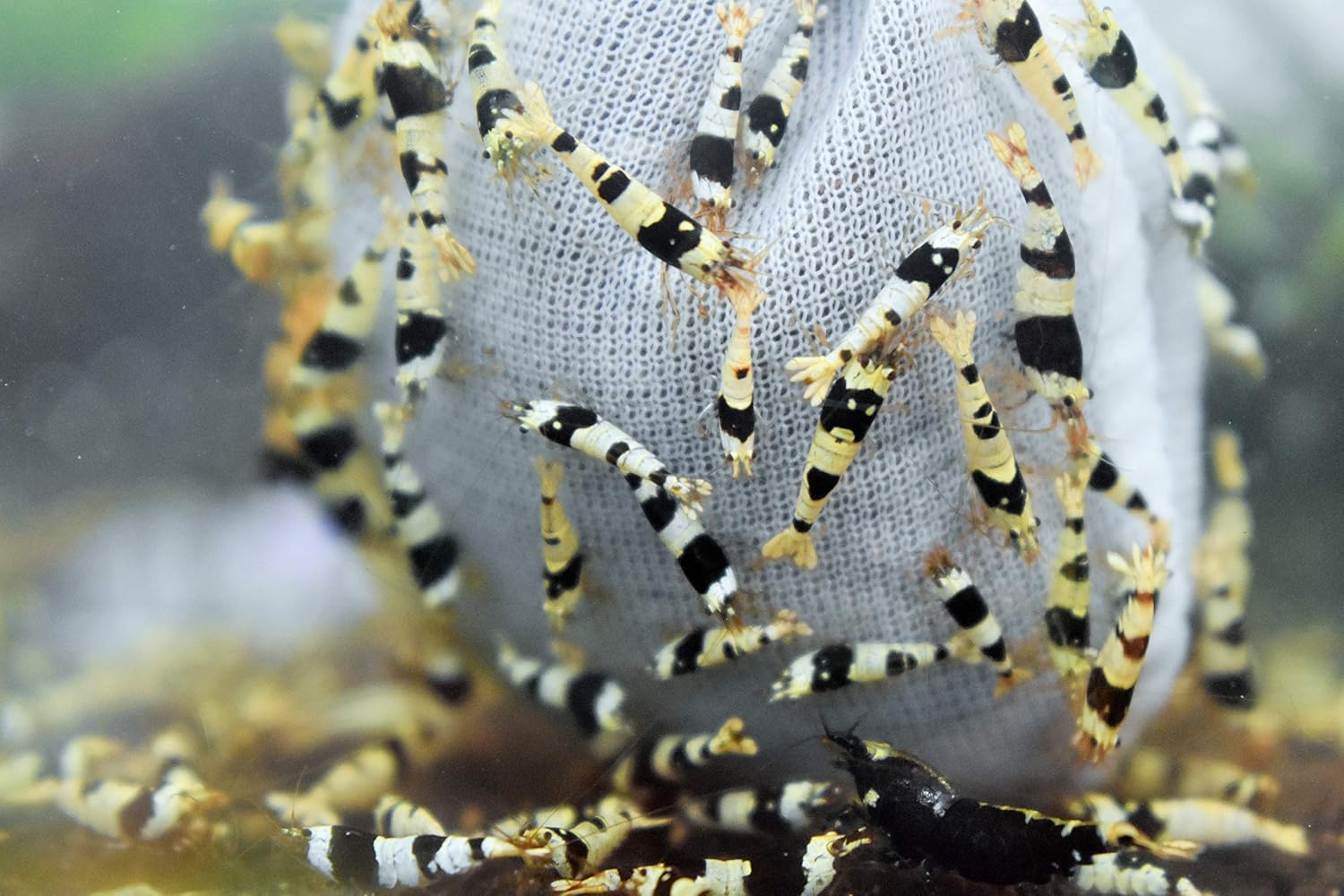 ShrimpRack® 10+1 Crystal Black Shrimp CBS Grade S-SSS Live Freshwater Aquarium Shrimps 1/4 to 1/2 inch Long.
