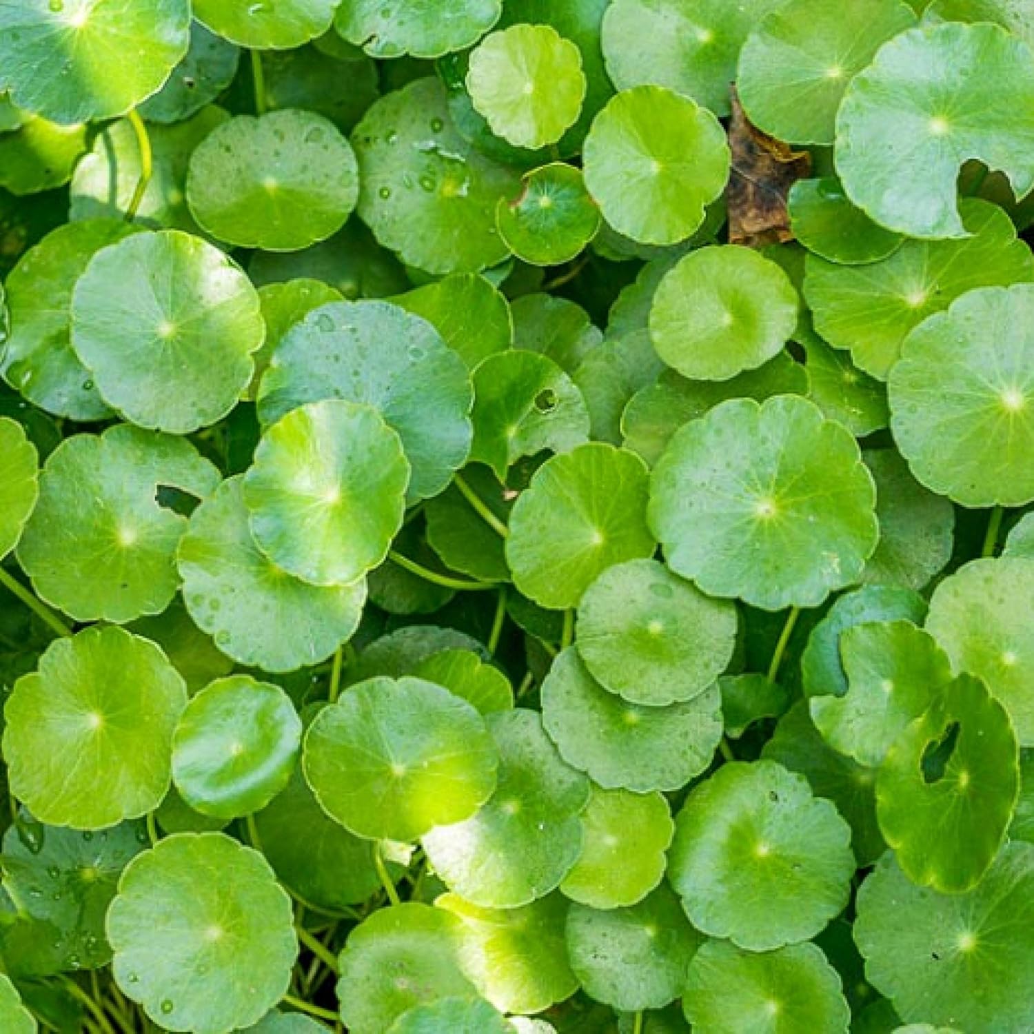 ‘Black Magic’ Taro, a Great Live Pond Plant for Your Water Garden. Filters The koi and Goldfish Pond. Good for Bogs