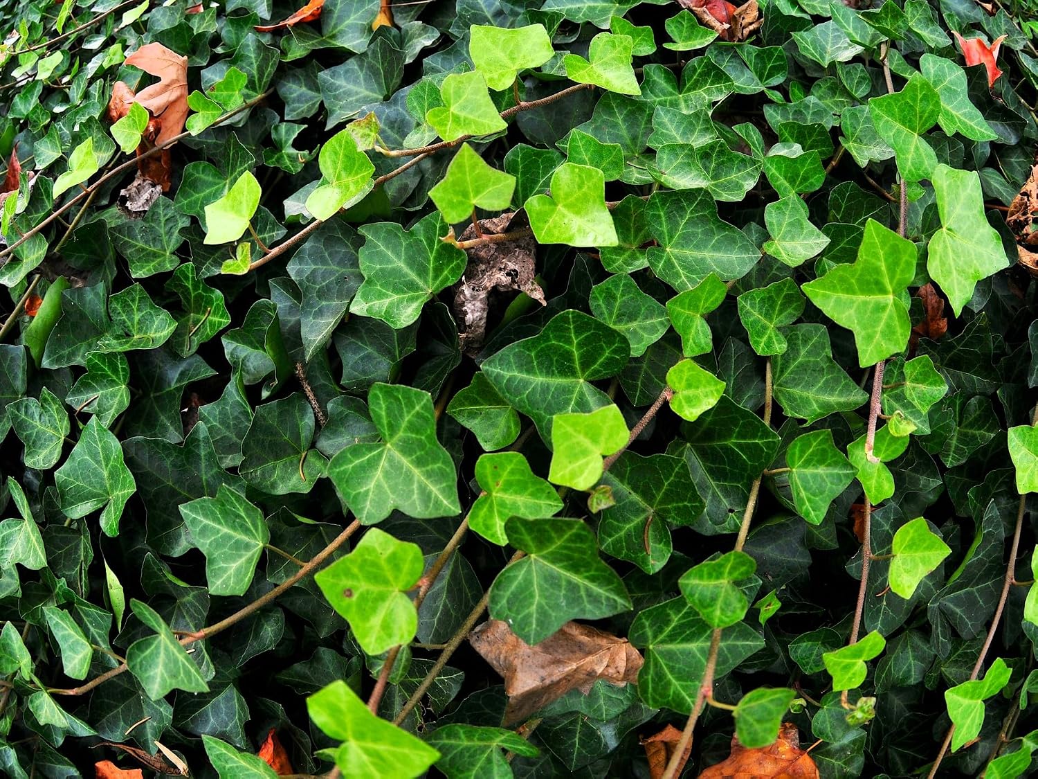 Live Ground-Cover Plants - Pachysandra Terminalis + Japanese Spurge - [Qty: 25 Bare Roots] - (Click for Other Available Plants/Quantities)