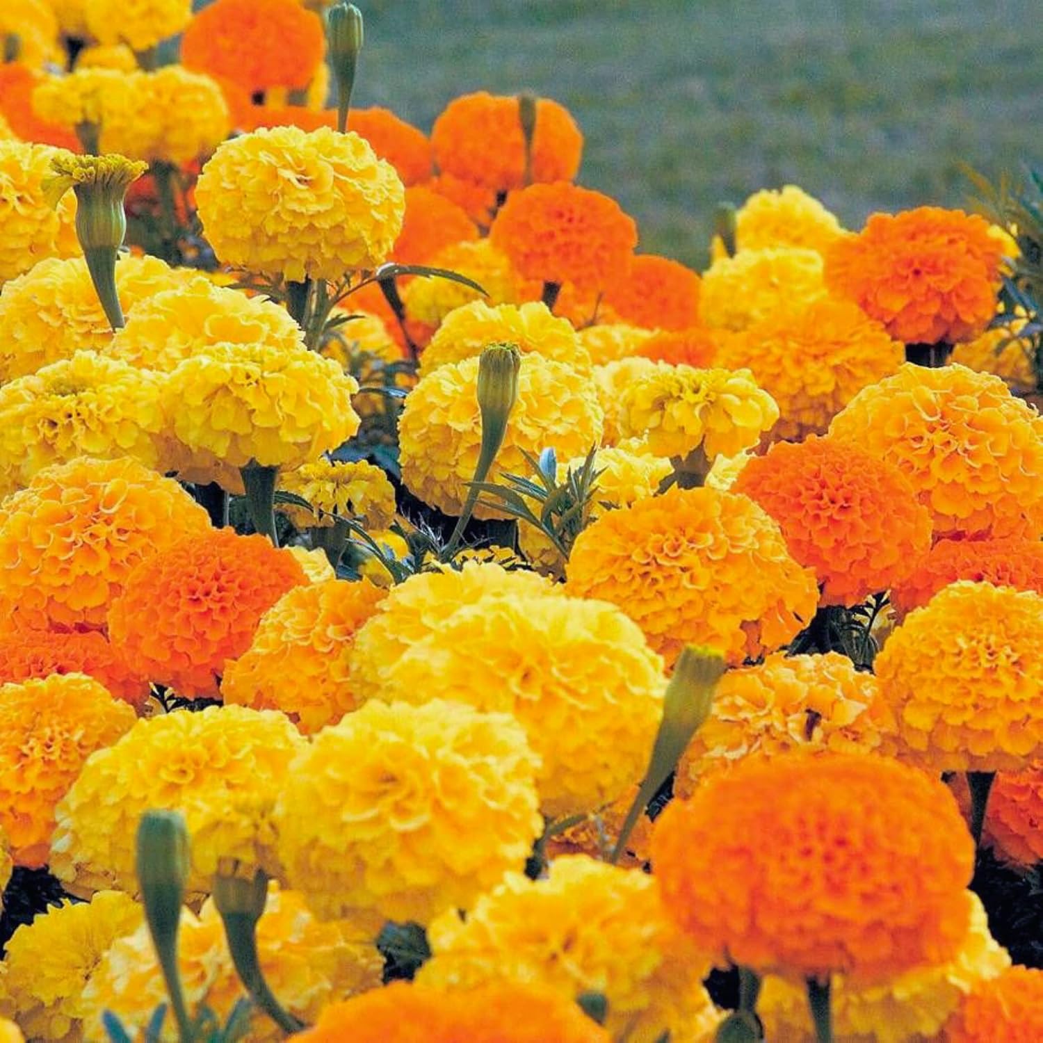 Park Seed Whopper Mix Marigold Flower Seeds – Giant 4-Inch Double Blooms in Yellow, Gold & Orange, Compact and Weather-Resistant Plants, Easy to Grow for Beds or Containers – Pack of 25