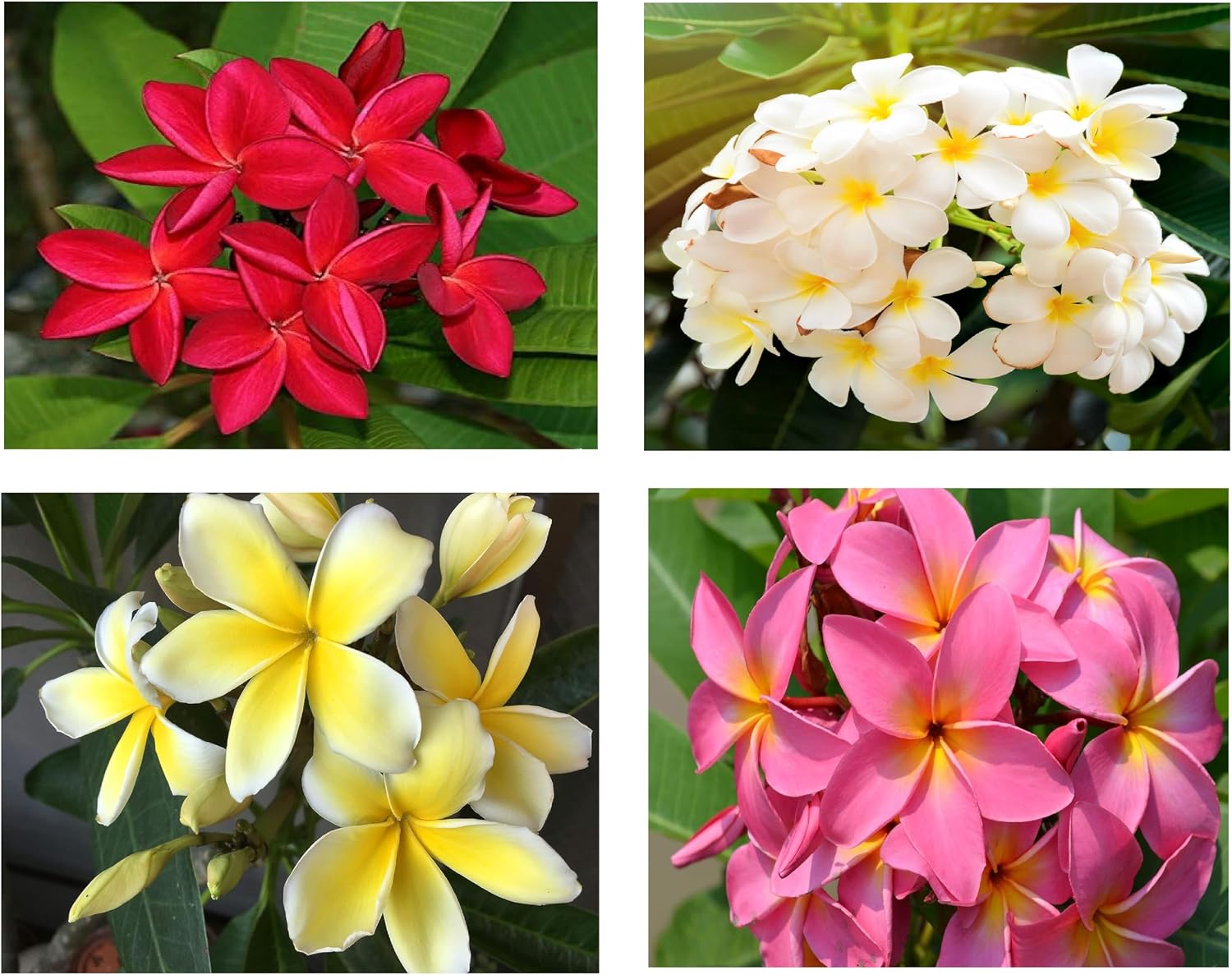 Plumeria Frangipani Plant Cuttings 4 Mixed Colors - Red, White, Yellow