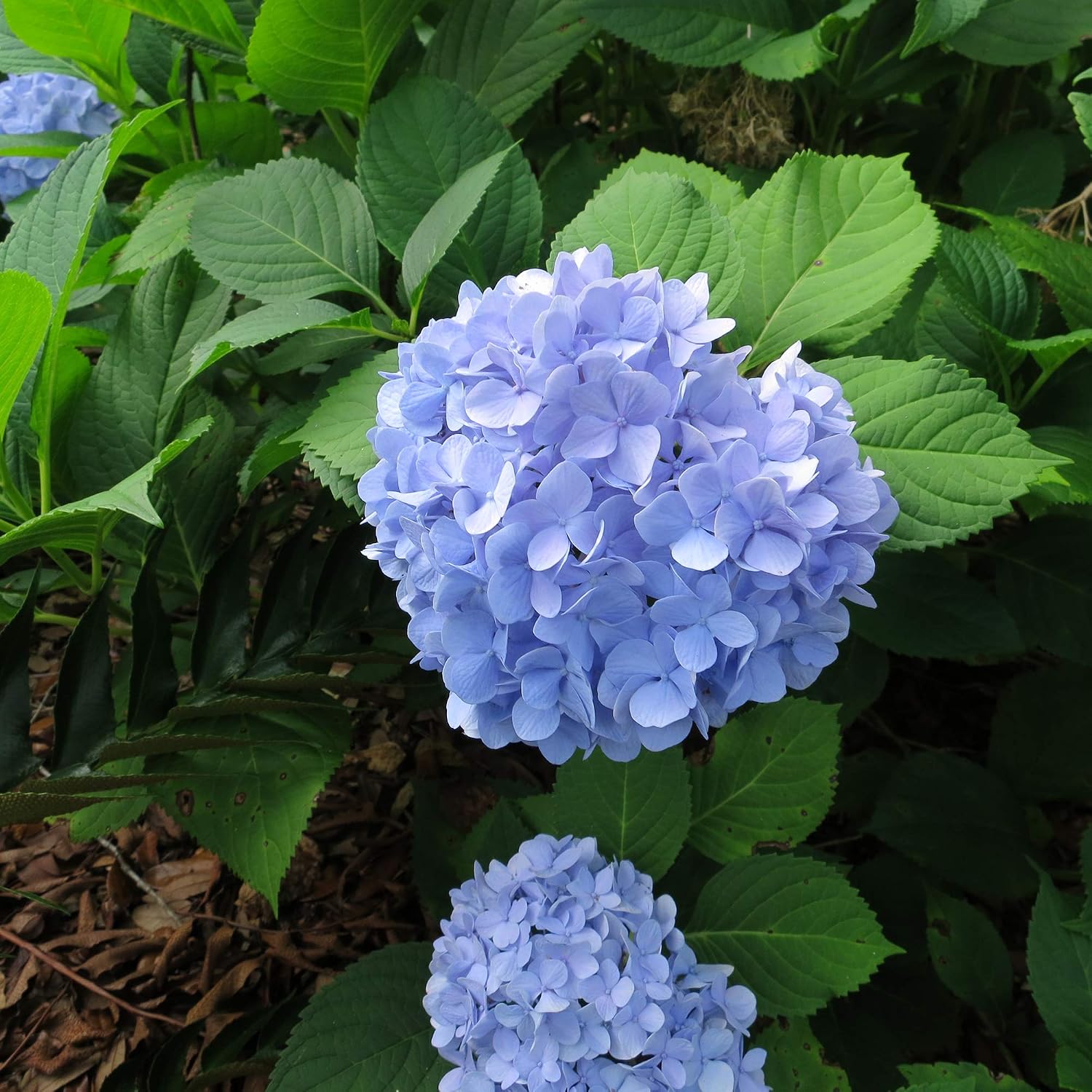 Perfect Plants Penny Mac Hydrangea, 3 Gallon, Flowering Shrub