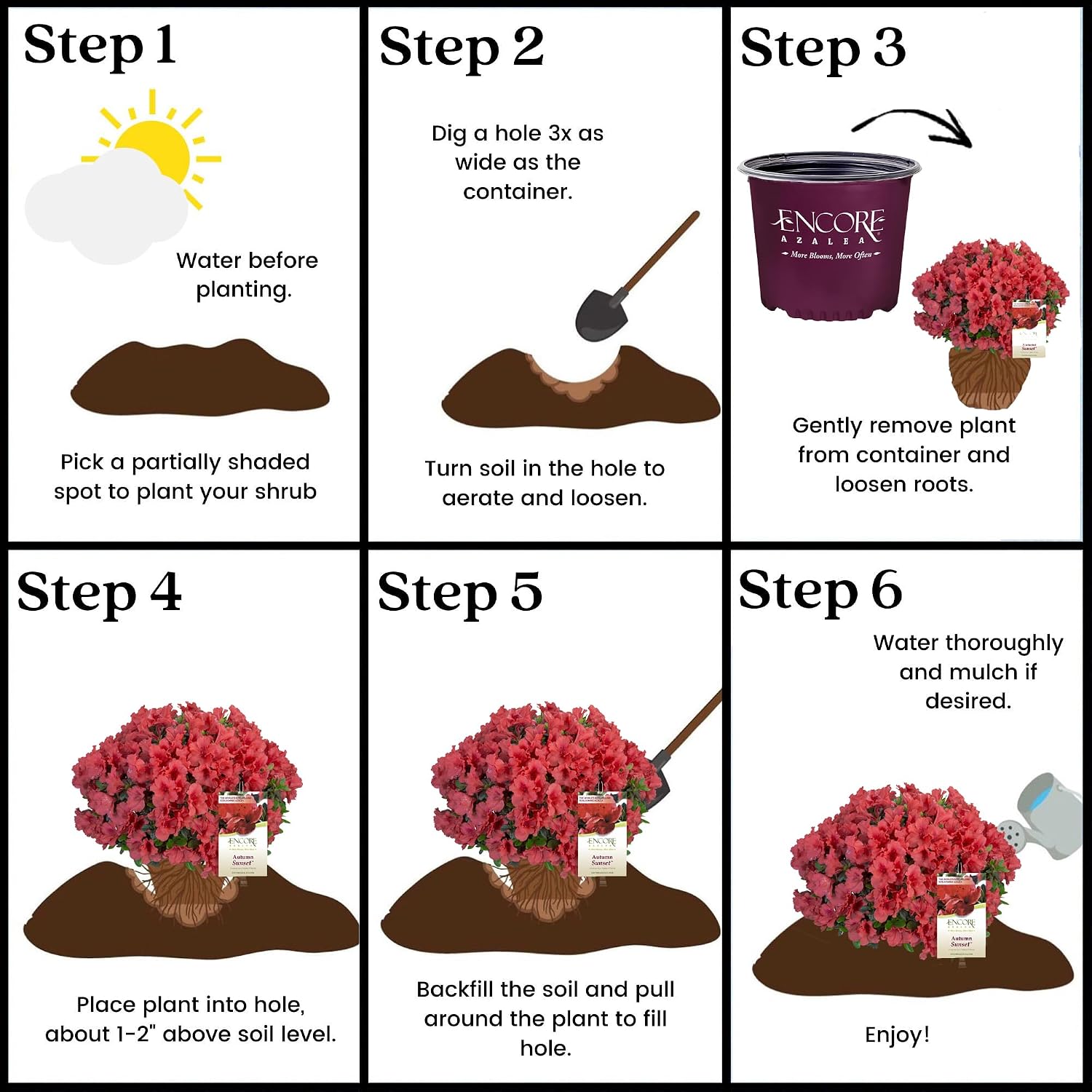 2 Gallon Encore Azalea Autumn Sunset Shrub