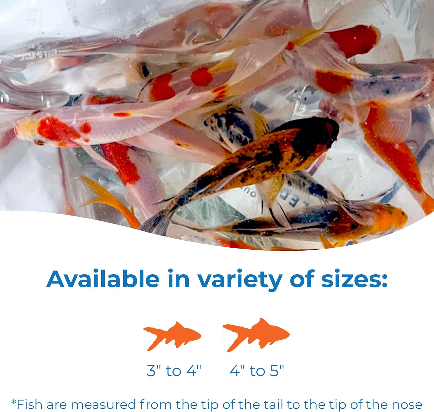 Toledo Goldfish Live Shubunkin and Sarasa Goldfish Combo, Live Fish with a Variety of Colors and Patterns - Perfect for Ponds, Tanks, and Aquariums - 3-4 Inches, 3 of Each, 6 Total Count