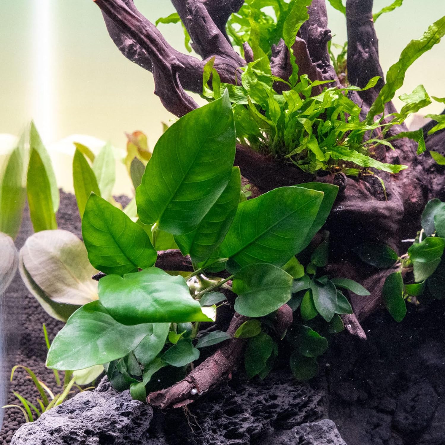 Anubias Nana Live Aquarium Plants - Potted Freshwater Plant for Fish Tanks, Terrariums - Beginner Friendly Low Light (1 Pot)