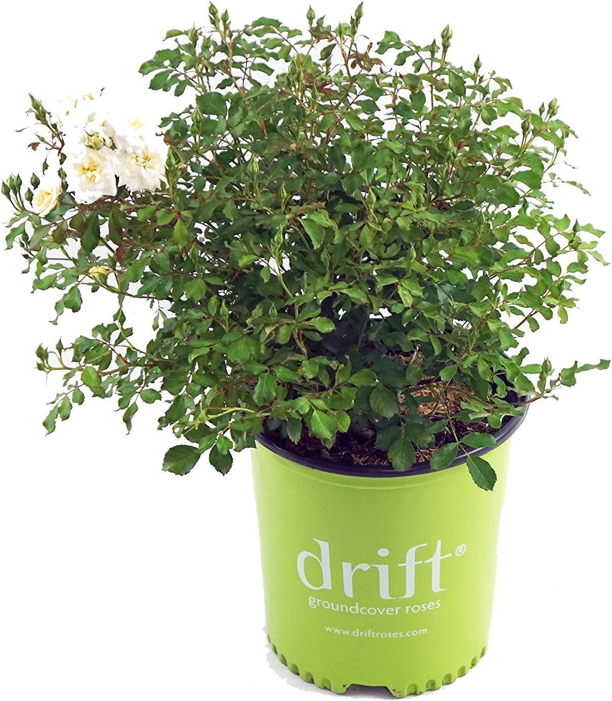 Drift Roses - Rosa Peach Drift (Rose) Rose, double peach flowers, #2 - Size Container