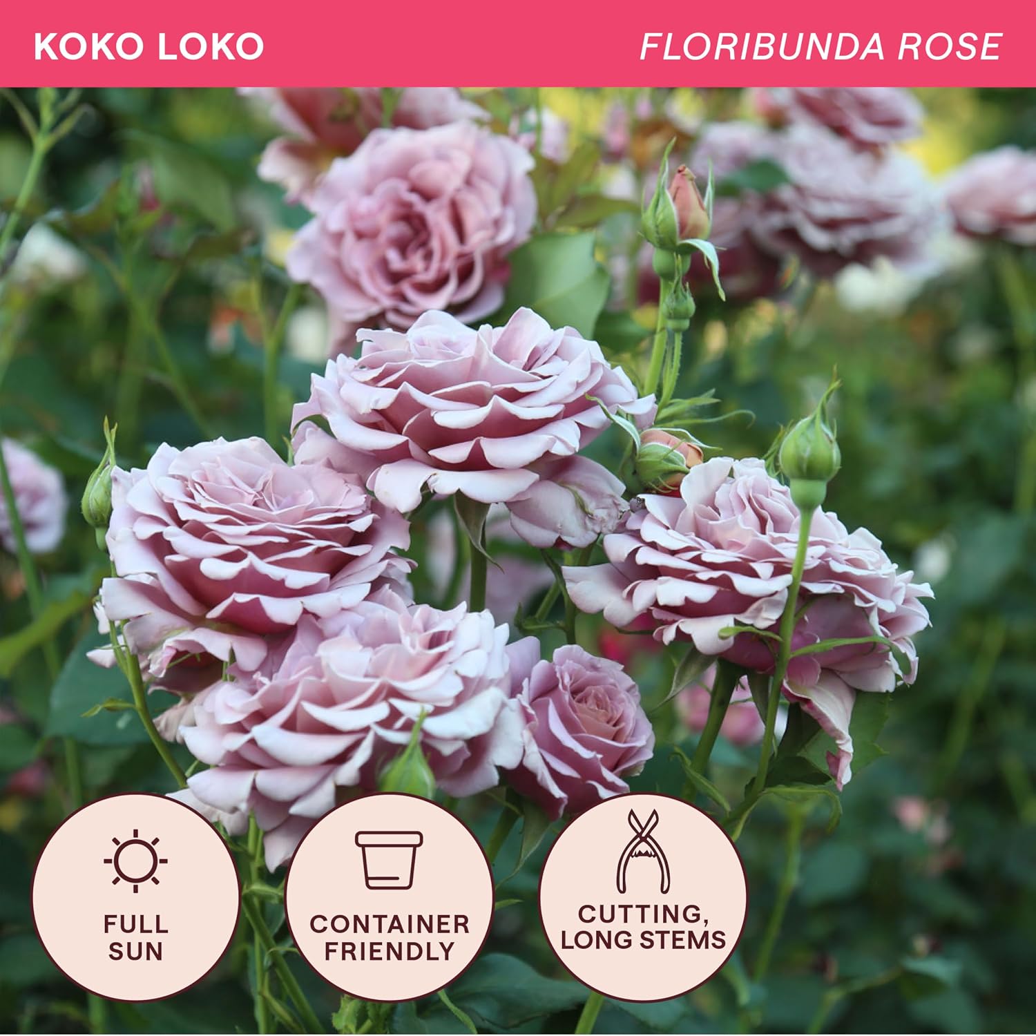 Heirloom Floribunda Roses, Live Own Root Plant, Koko Loko™ | Moderately Fragrant, Hardiness Zones: 6-10, Repeat Blooming,For Outdoor Gardens, Planters, and Pots