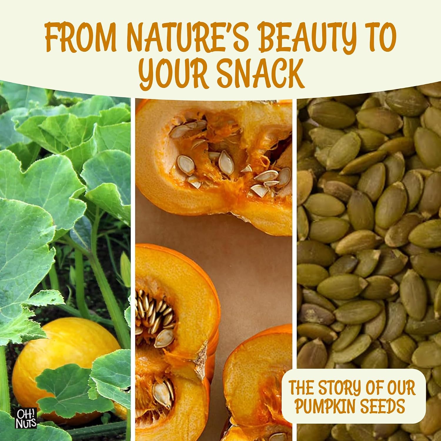 Oh! Nuts Roasted Pumpkin Seeds Salted Pepitas No Shell 2 Pound | Roasted salted pumpkin seeds no shell - Premium pepitas packed in NY - Resealable zip bag for freshness