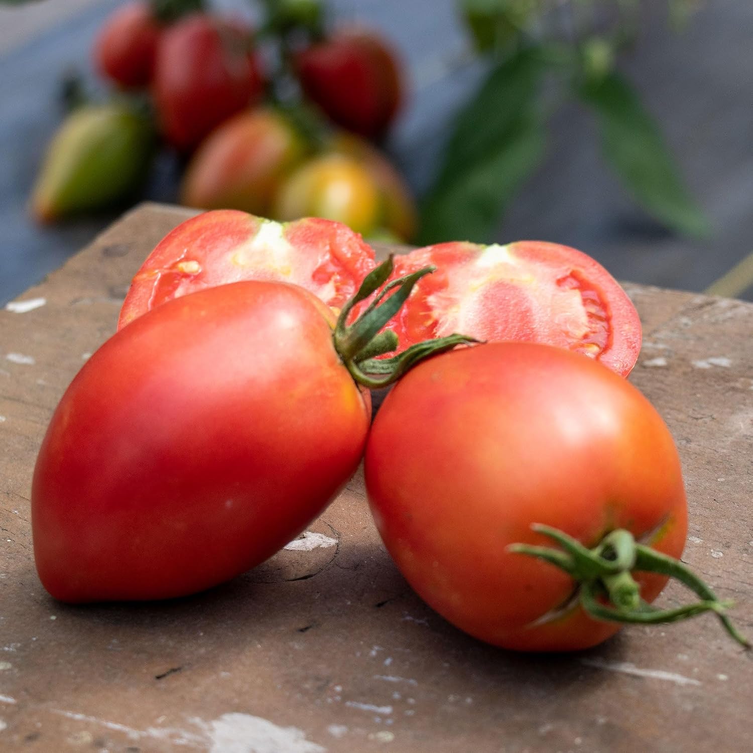Eden Brothers Tomato Seeds - Persimmon Non-GMO Seeds for Planting, 1 oz | Low-Maintenance Vegetable Seeds, Plant During Warm Season, Zones 10, 3, 4, 5, 6, 7, 8, 9