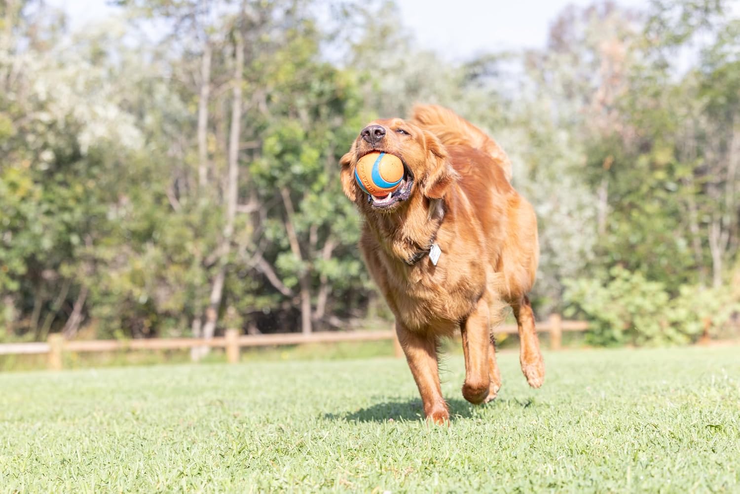 Chuckit! Ultra Ball Dog Toy - Size Large - For Dogs 60-100 lbs - Made from Durable Rubber - Super Bouncy - Floats in Water - 3-inch Diameter - Pack of 1