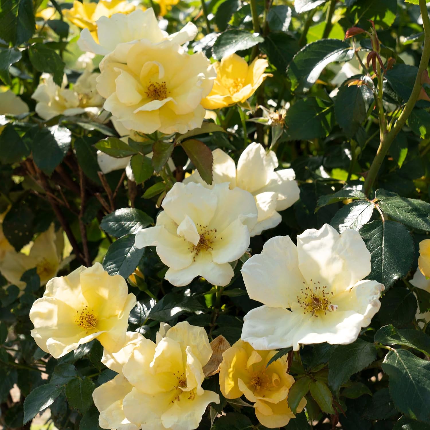 1 Gallon Easy Bee-zy Knock Out Rose