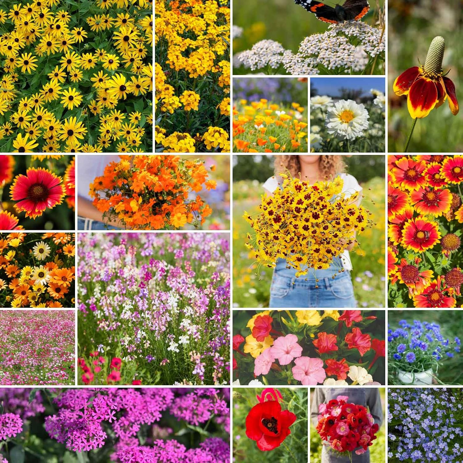 Eden Brothers All Perennial Wildflower Mixed Seeds for Planting, 1 lb, 480,000+ Seeds with Lupine, Shasta Daisy | Attracts Pollinators, Plant in Spring or Fall, Zones 3, 4, 5, 6, 7, 8, 9, 10