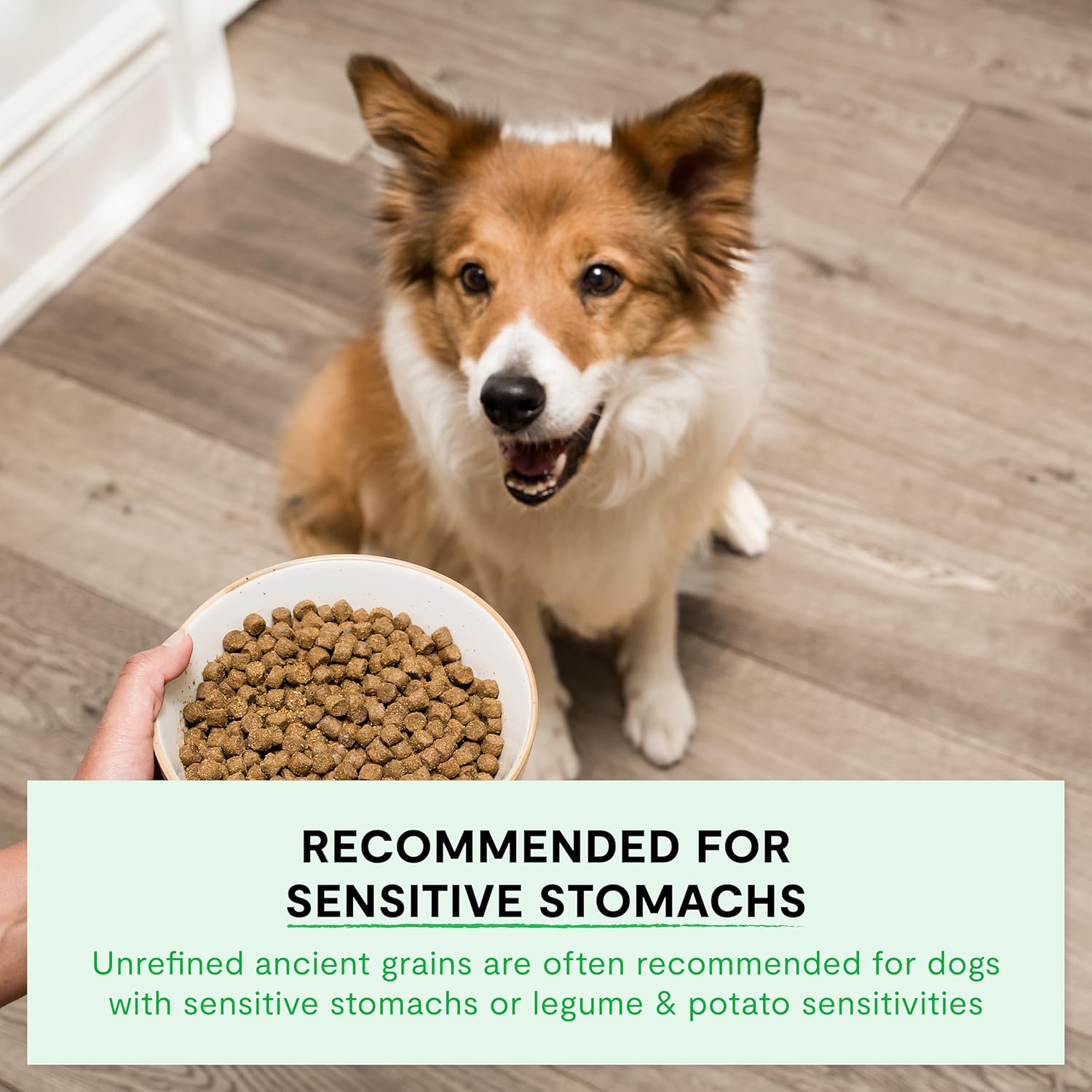 Open Farm Ancient Grains Dry Puppy Food, Chicken & Salmon Kibble, 4lb Bag