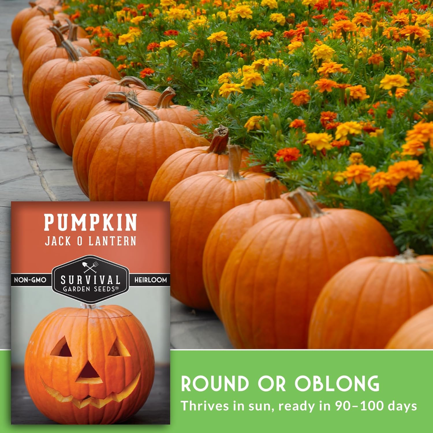 Jack O' Lantern Pumpkin Seeds for Planting - 1 Pack