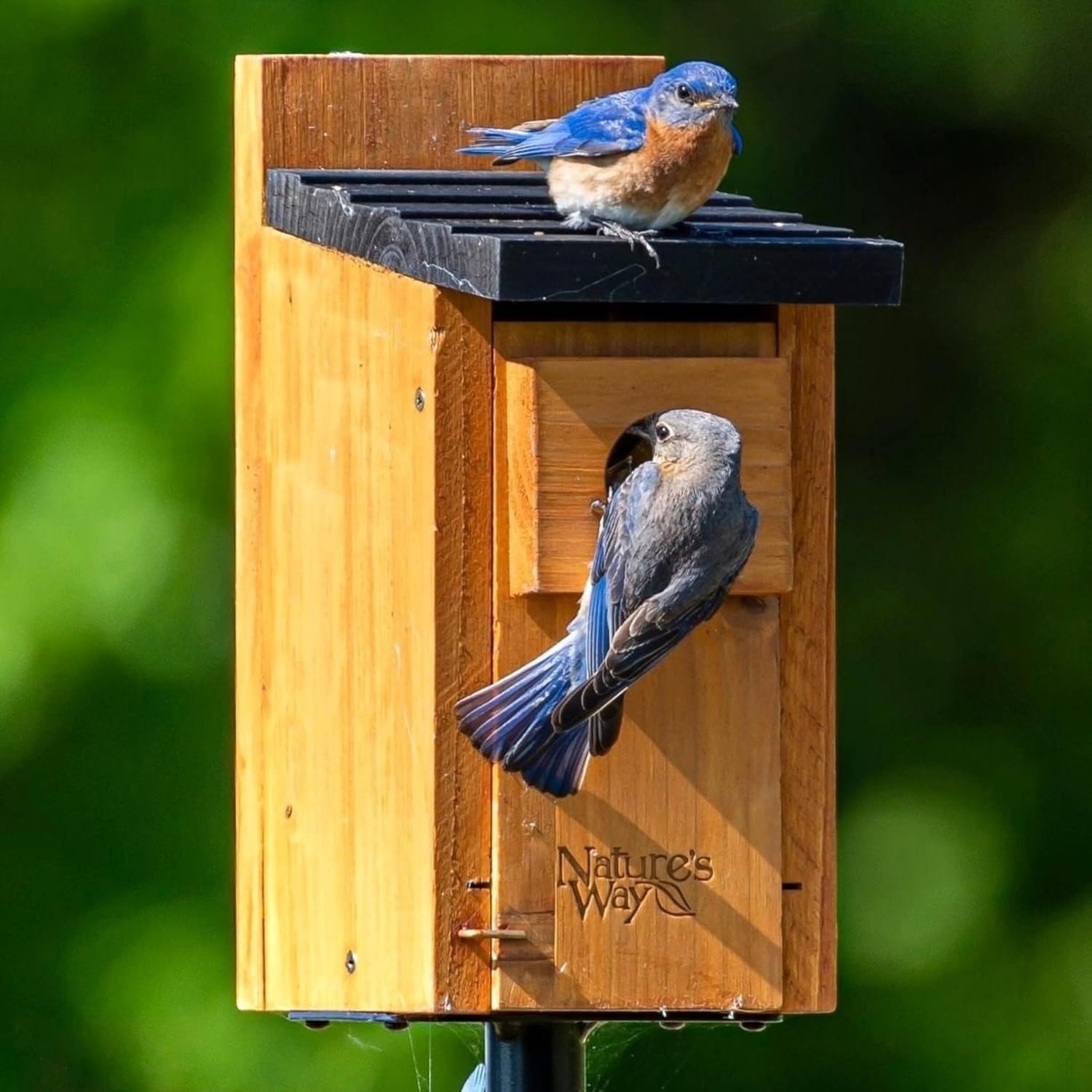 Wild Wings WWCH3 Cedar Blue Bird Box House