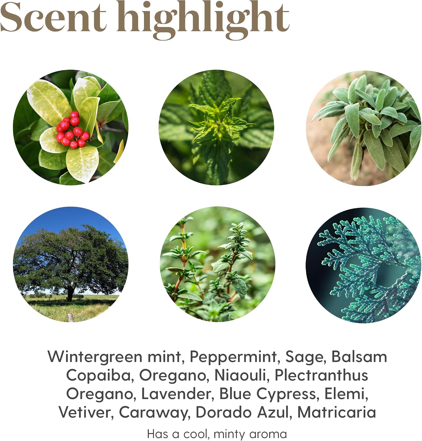 Young Living Thieves Vitality Essential Oil Blend | 5 ml | Warm Spicy Herbal Aroma for Diffusers, Massage & Aromatherapy | Clove, Lemon, Cinnamon, Eucalyptus & Rosemary Blend | Seed to Seal Quality