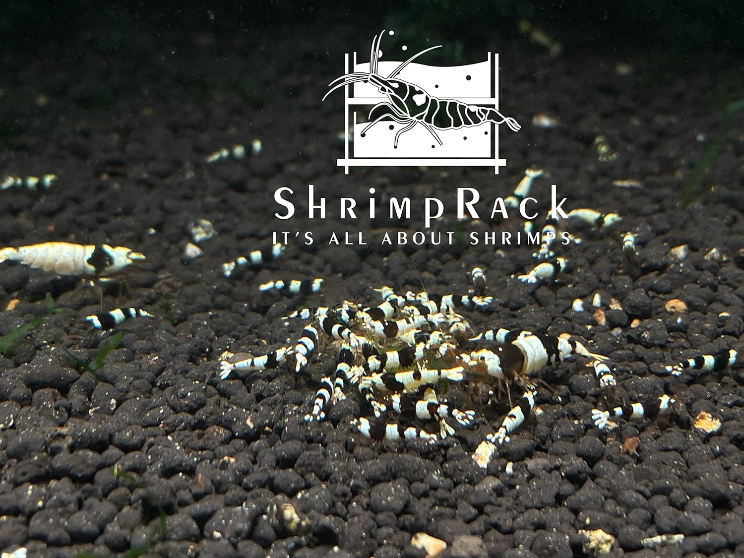 ShrimpRack® 10+1 Crystal Black Shrimp CBS Grade S-SSS Live Freshwater Aquarium Shrimps 1/4 to 1/2 inch Long.