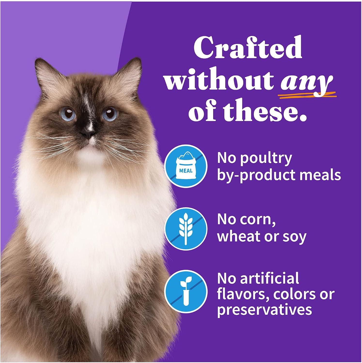 Halo Wet Cat Food Real Chicken Recipe, Grain-Free Wet Pate, Canned Cat Food for Extra Hydration, 5.5 Oz Can (Pack of 12)
