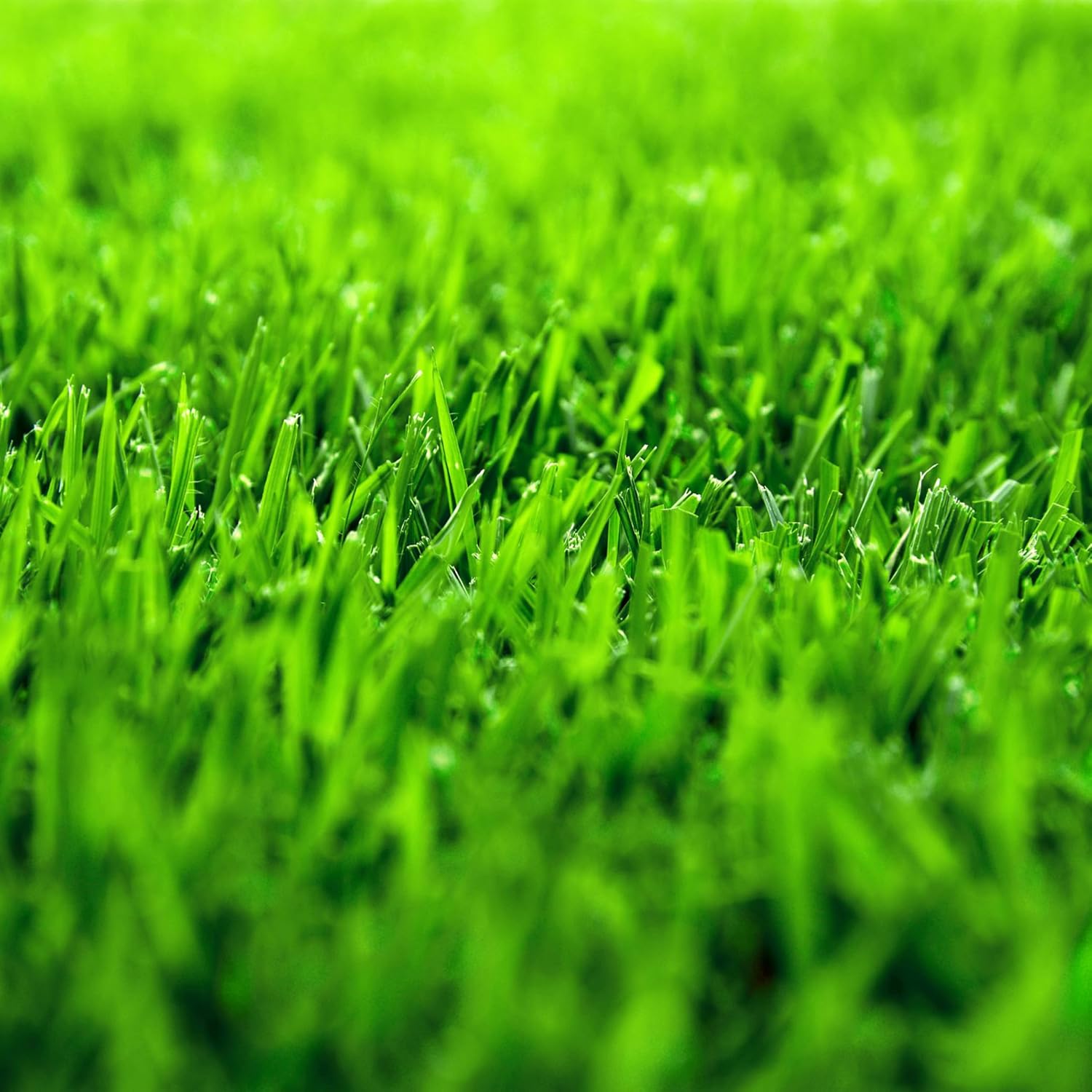1/4 Lb Zenith Zoysia Grass Seed (Zoysia Japonica) – Zenith Zoysia Seeds for Lawn – Dense, Grass Seed Shade & Drought Tolerant