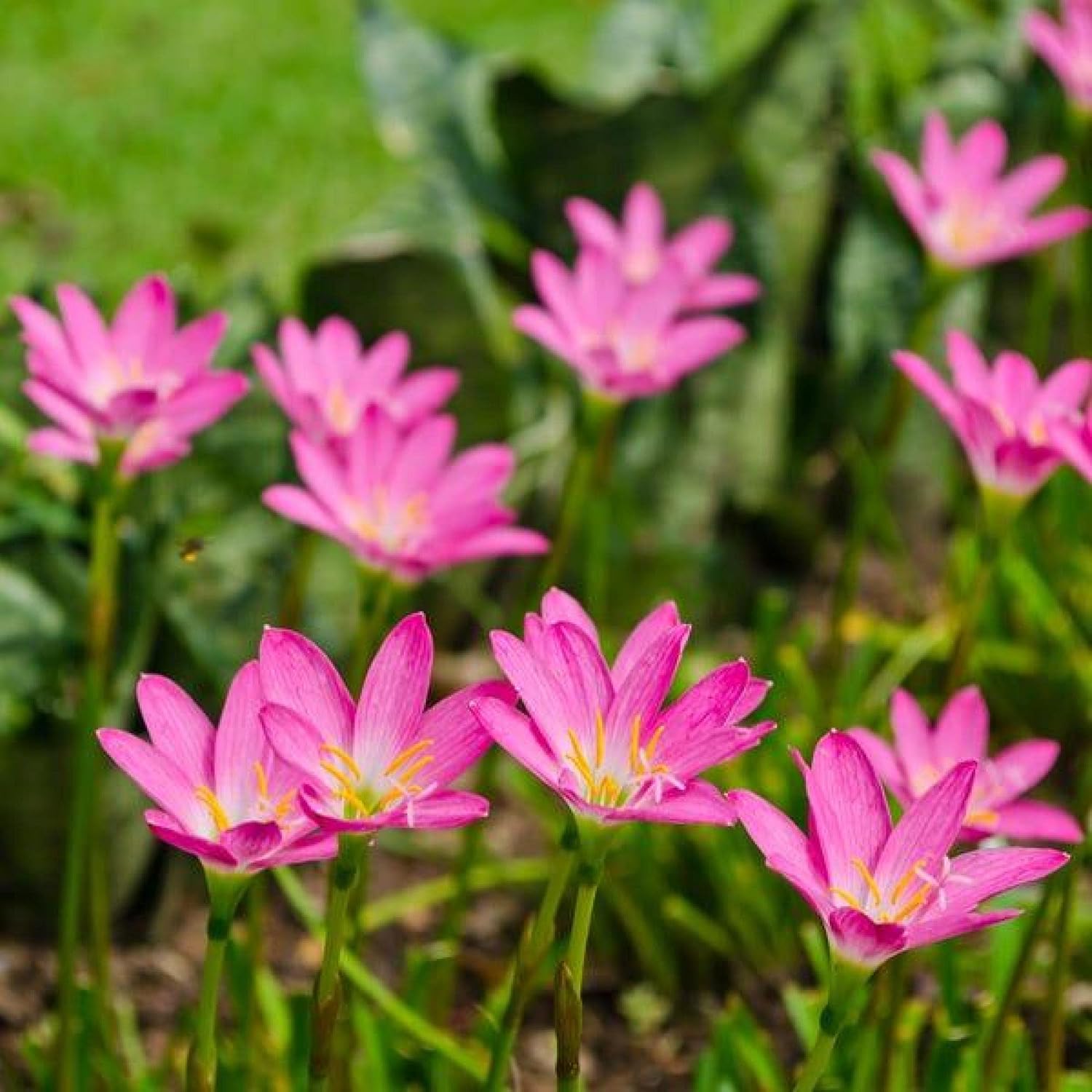‘Black Magic’ Taro, a Great Live Pond Plant for Your Water Garden. Filters The koi and Goldfish Pond. Good for Bogs