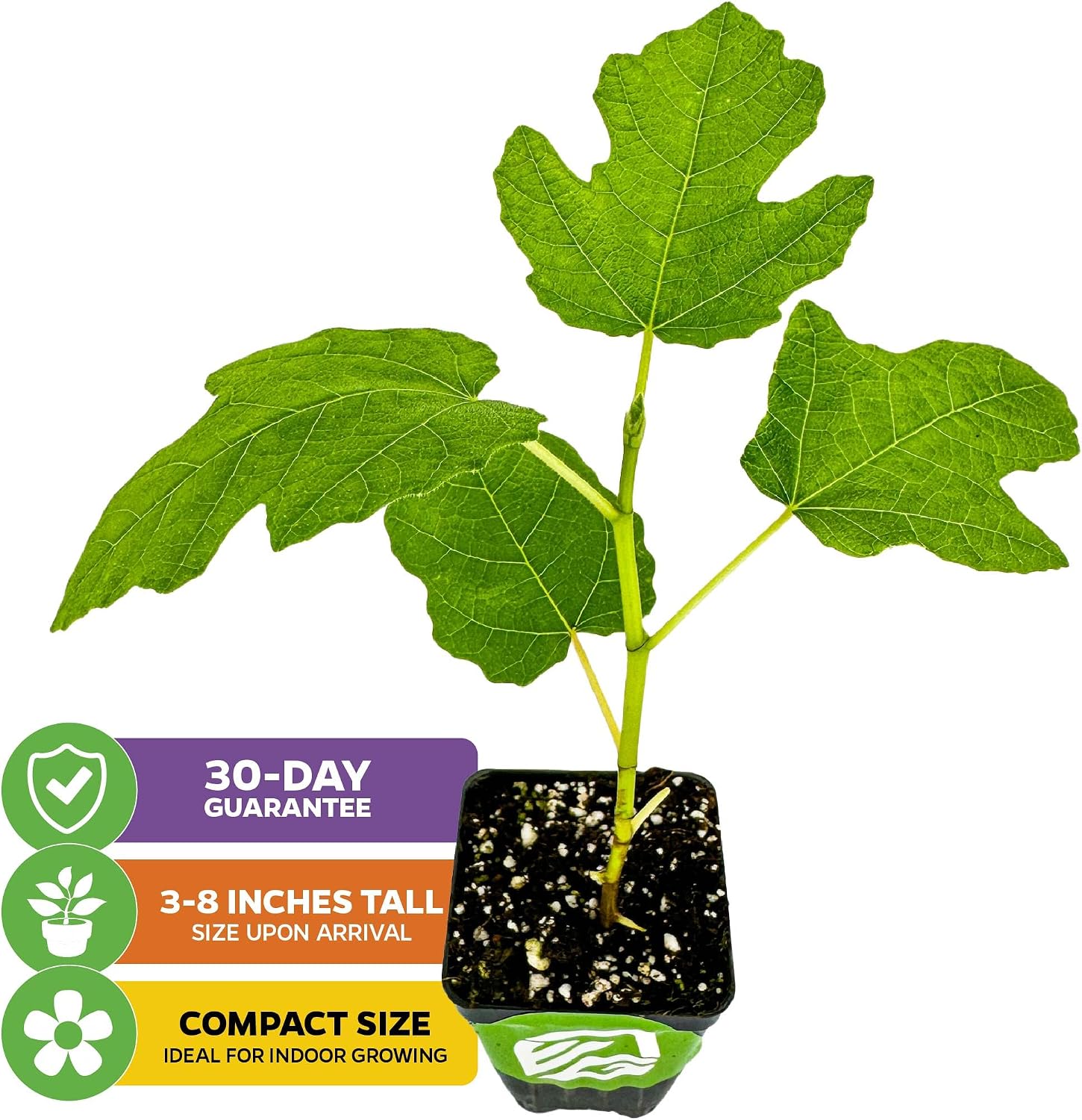 Olympian Fig Tree Live Plant - Ficus carica by Wellspring Gardens - Starter Plant Ideal for Gardens & Containers - Great for Indoor Houseplants, Outdoor Landscaping & Garden Planting