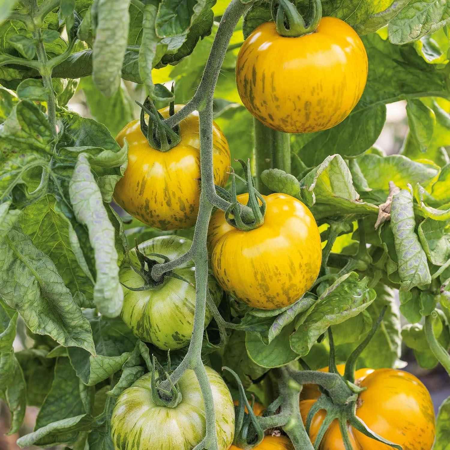 Eden Brothers Tomato Seeds - Persimmon Non-GMO Seeds for Planting, 1 oz | Low-Maintenance Vegetable Seeds, Plant During Warm Season, Zones 10, 3, 4, 5, 6, 7, 8, 9