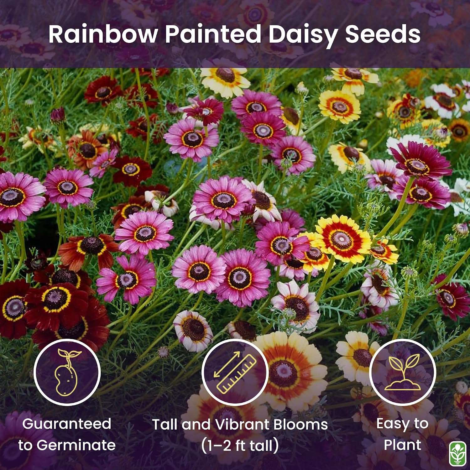 2500 Rainbow Painted Daisy Seeds - Former Wildflower Tamed as a Colorful Sunny Annual and Cut Flower
