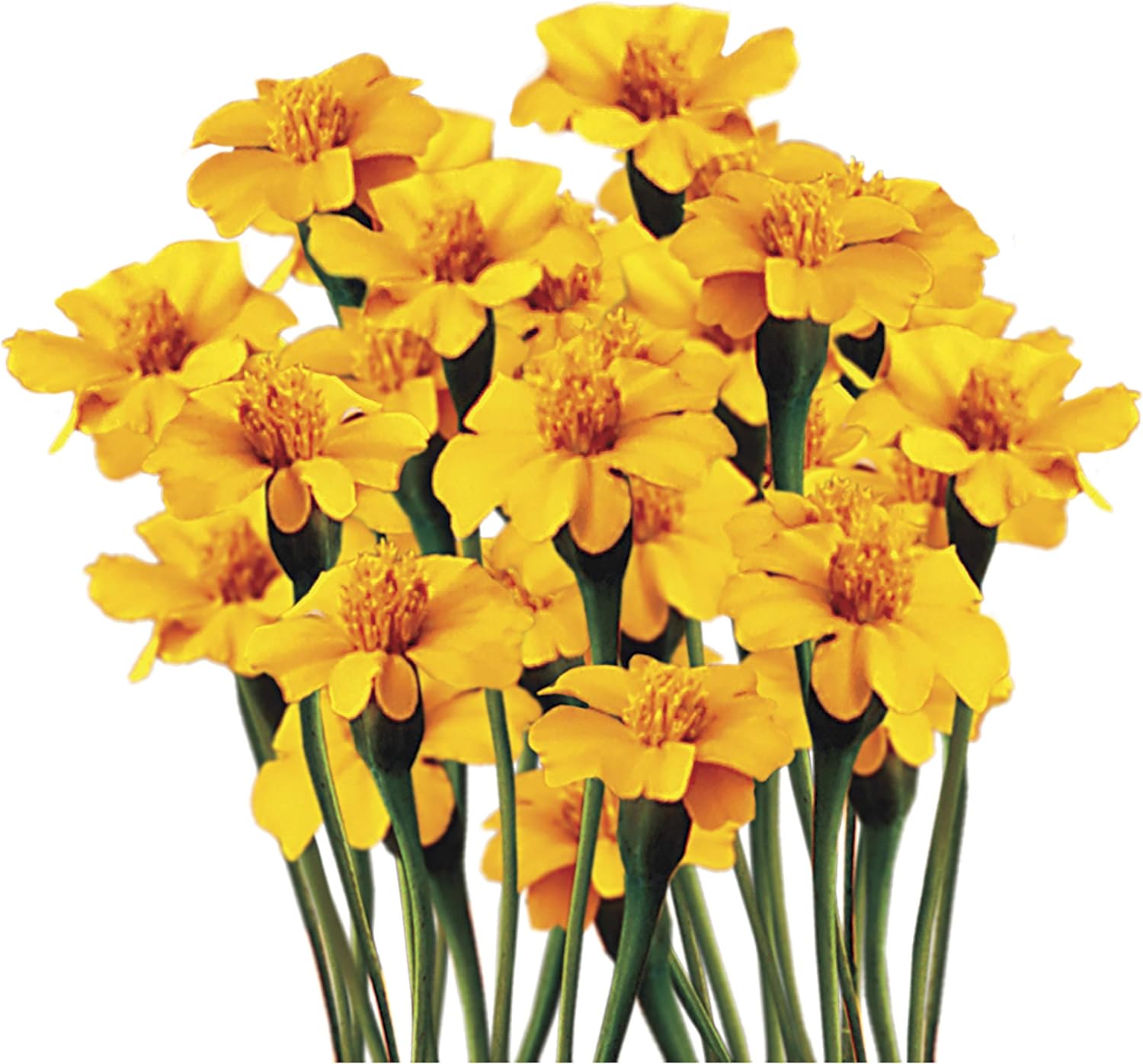 Park Seed Whopper Mix Marigold Flower Seeds – Giant 4-Inch Double Blooms in Yellow, Gold & Orange, Compact and Weather-Resistant Plants, Easy to Grow for Beds or Containers – Pack of 25