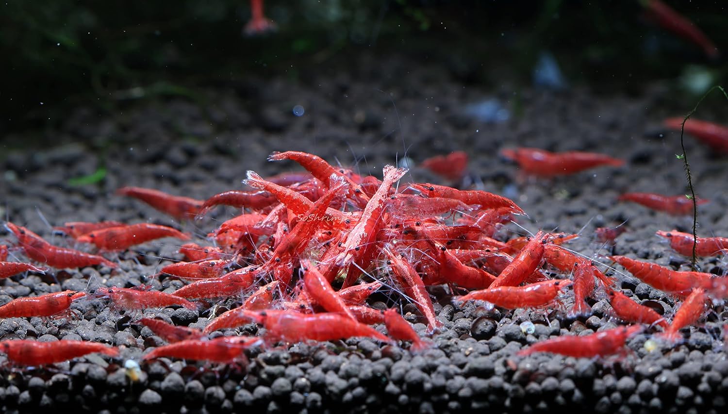 Live Freshwater Aquarium Shrimp - Neocaridina (Red Cherry, 5 Pack)