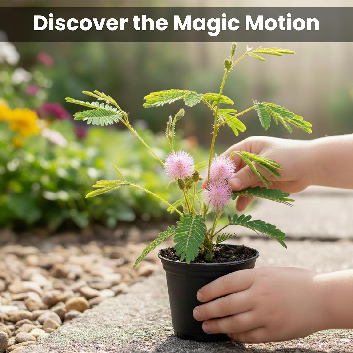 Zombie Plant Seed Packets – Grow a Live Sensitive Plant that Plays Dead When Touched! Indoor Plant Seeds & Educational STEM Activity | House Plant Seeds | Unique Garden Seeds – 2 Pack
