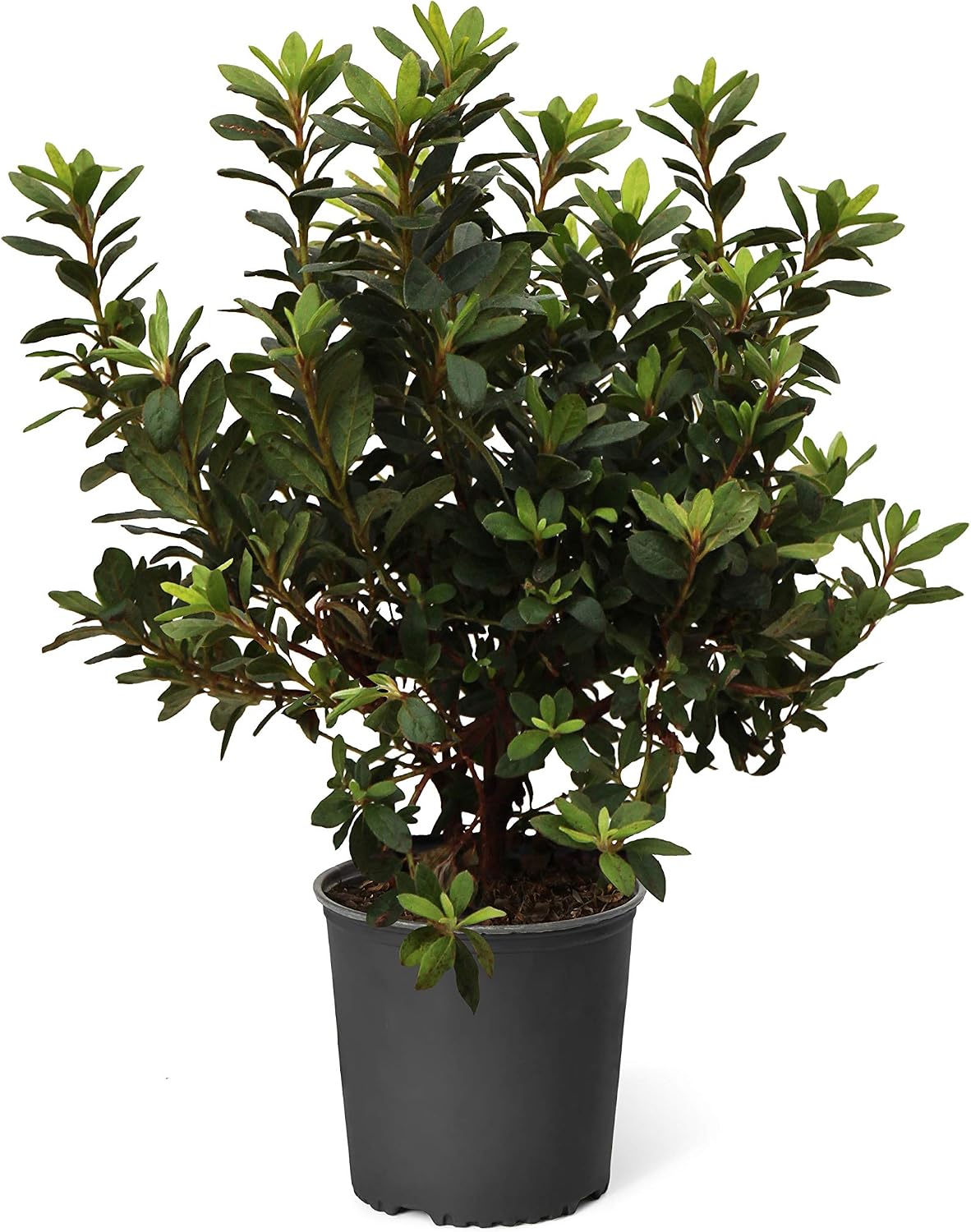 Brighter Blooms - Autumn Angel® Encore® Azalea, 1 Gallon - No Shipping to AK, AZ, HI