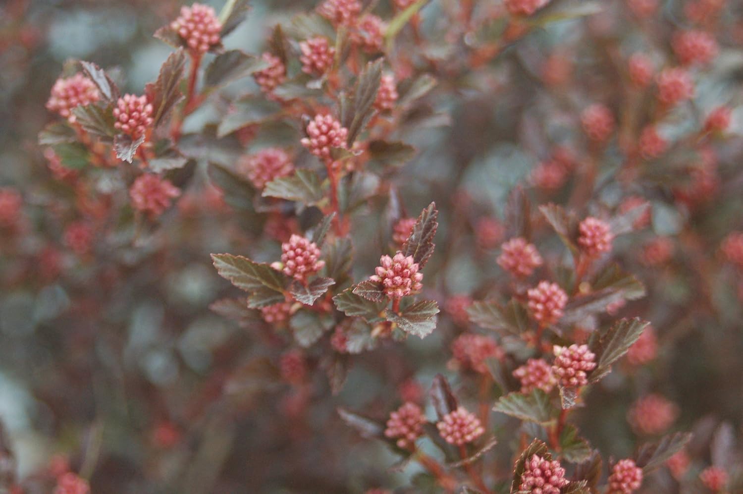 Proven Winners - Physocarpus op. Summer Wine (Ninebark) Shrub, red foliage, #2 - Size Container